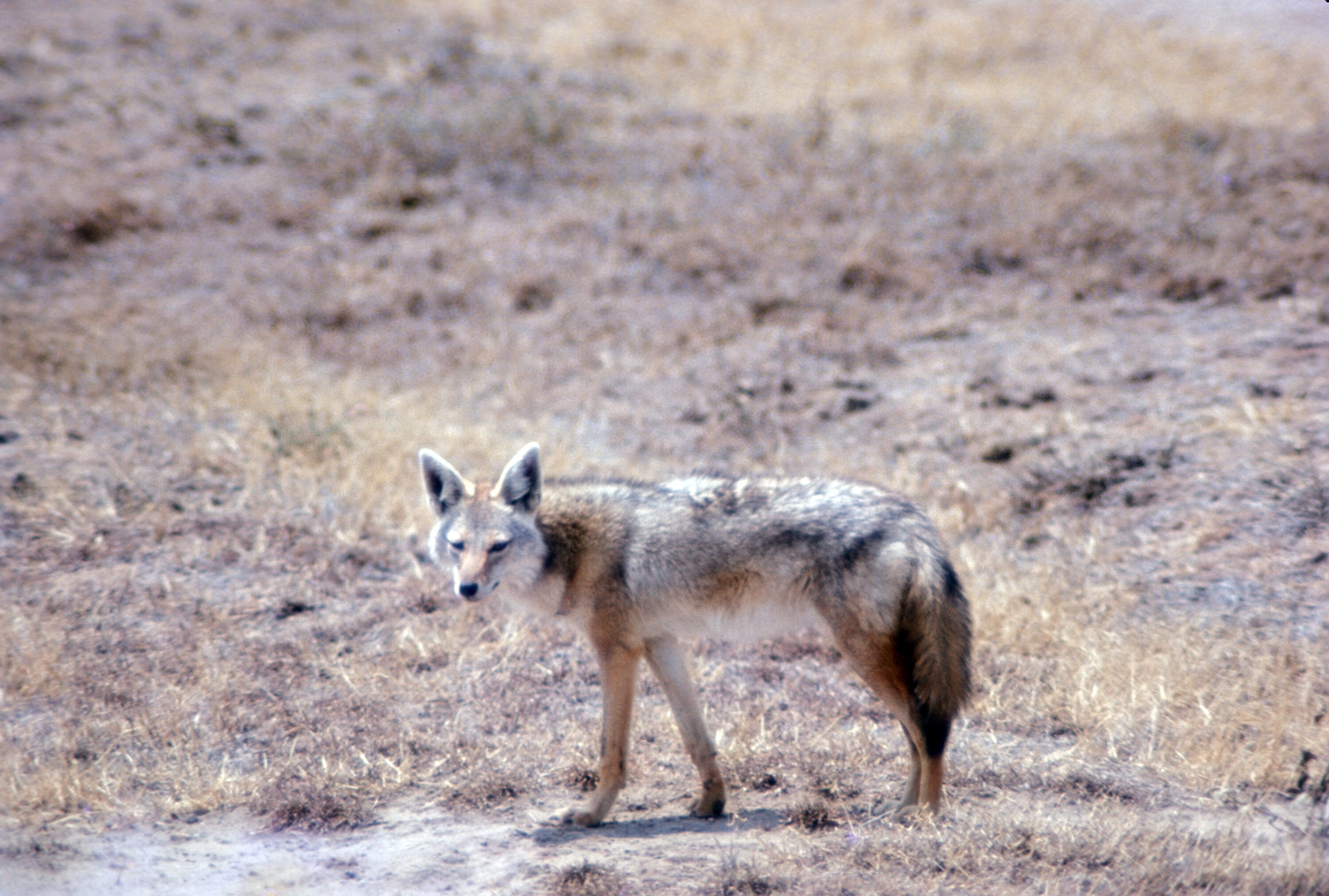 Wild coyote standing in dry grass in Everglades National Park, Florida