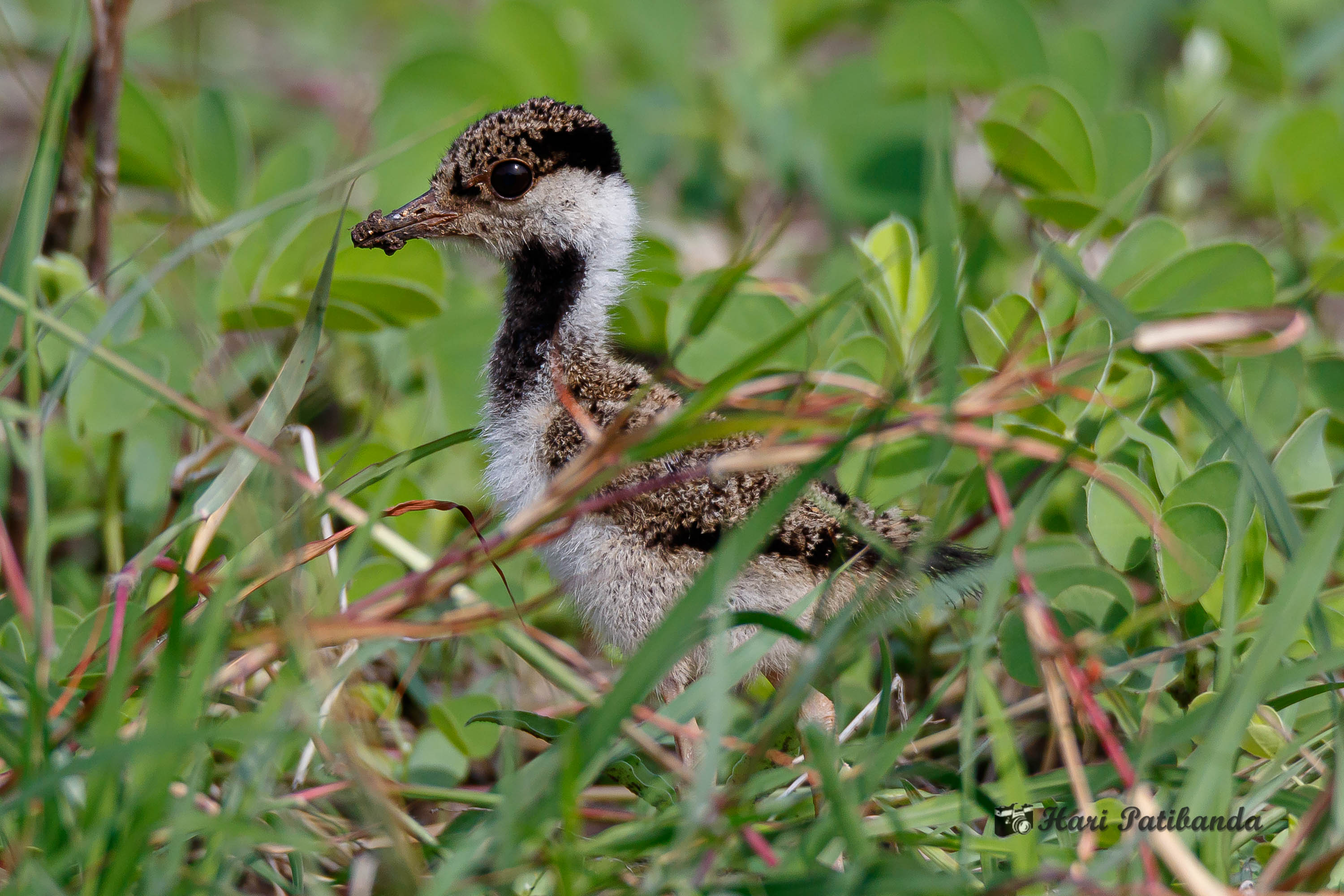 Young red-wattled lapwing chick hiding in green vegetation