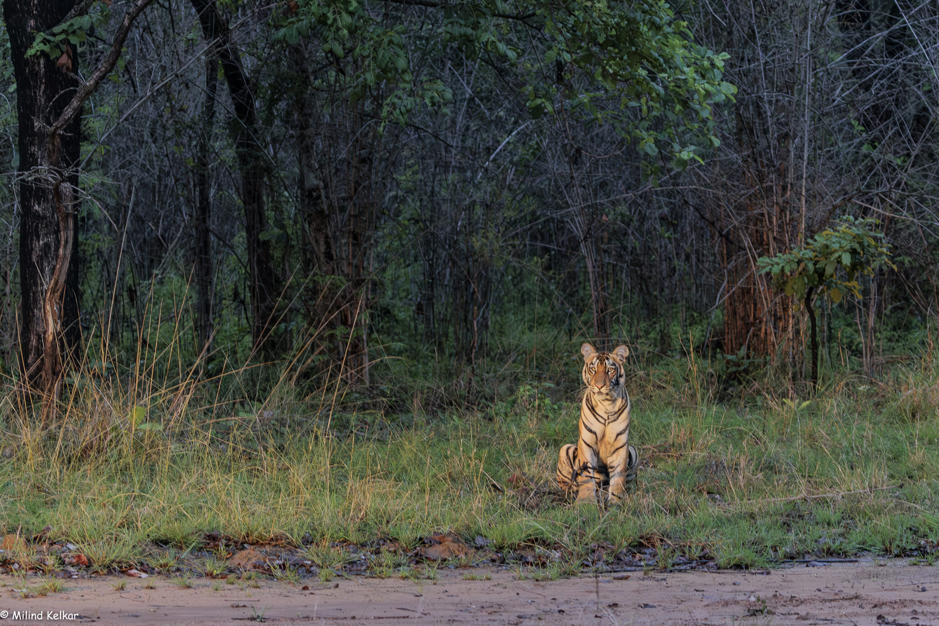 Subadult female Bengal tiger at Tadoba-Andhari Tiger Reserve, Maharashtra, India