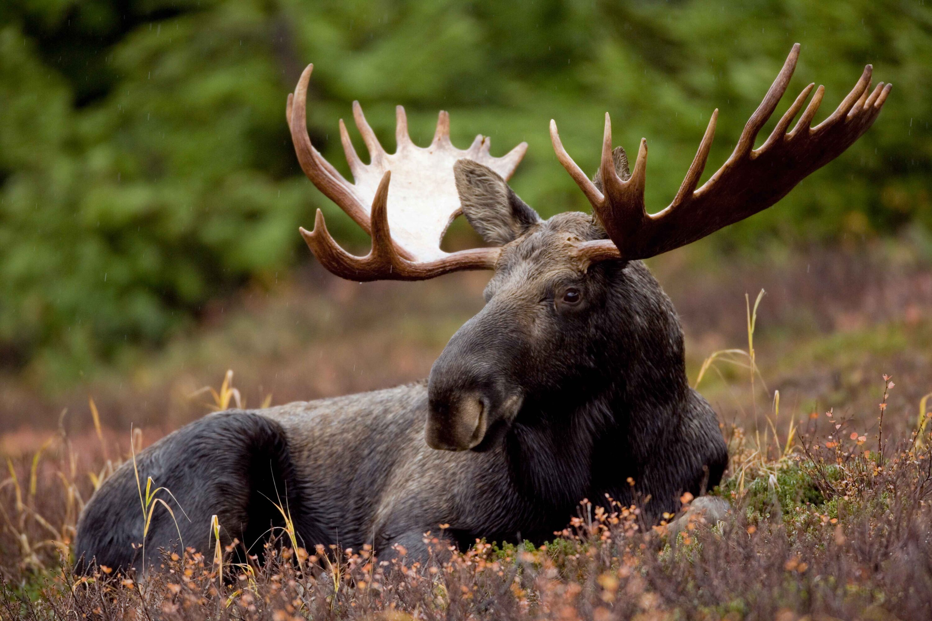 Bull moose resting in natural vegetation