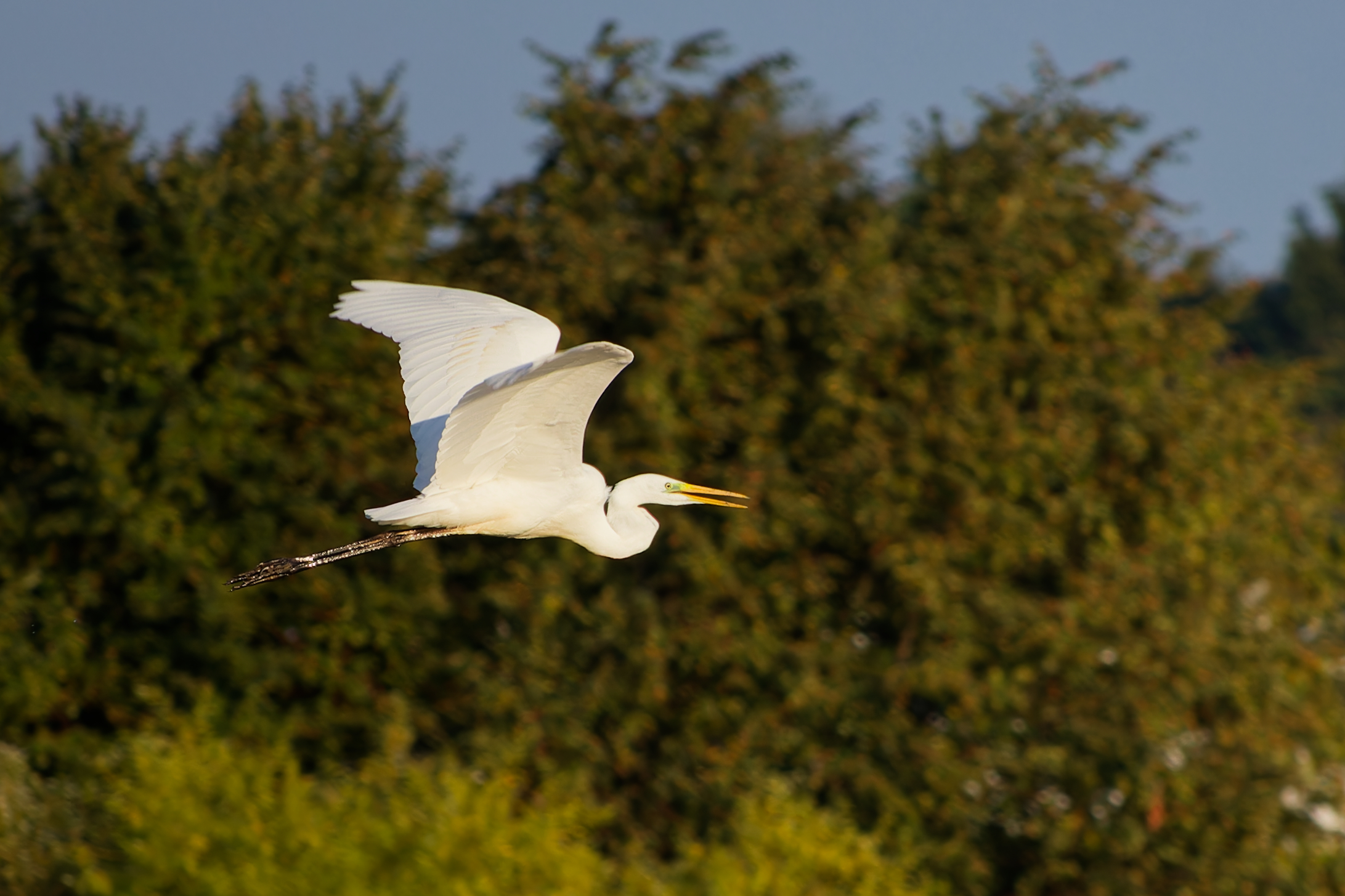 Great egret flying over a wooded landscape