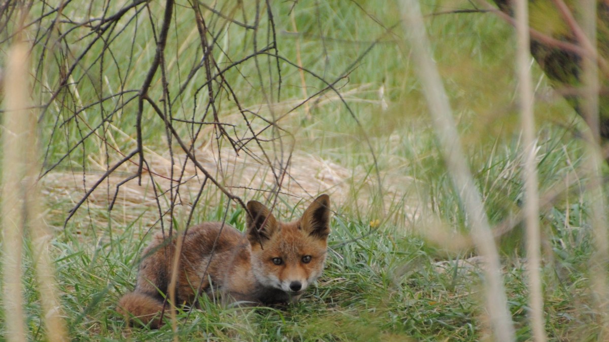 Juvenile red fox in Tablas de Daimiel National Park, Ciudad Real, Spain