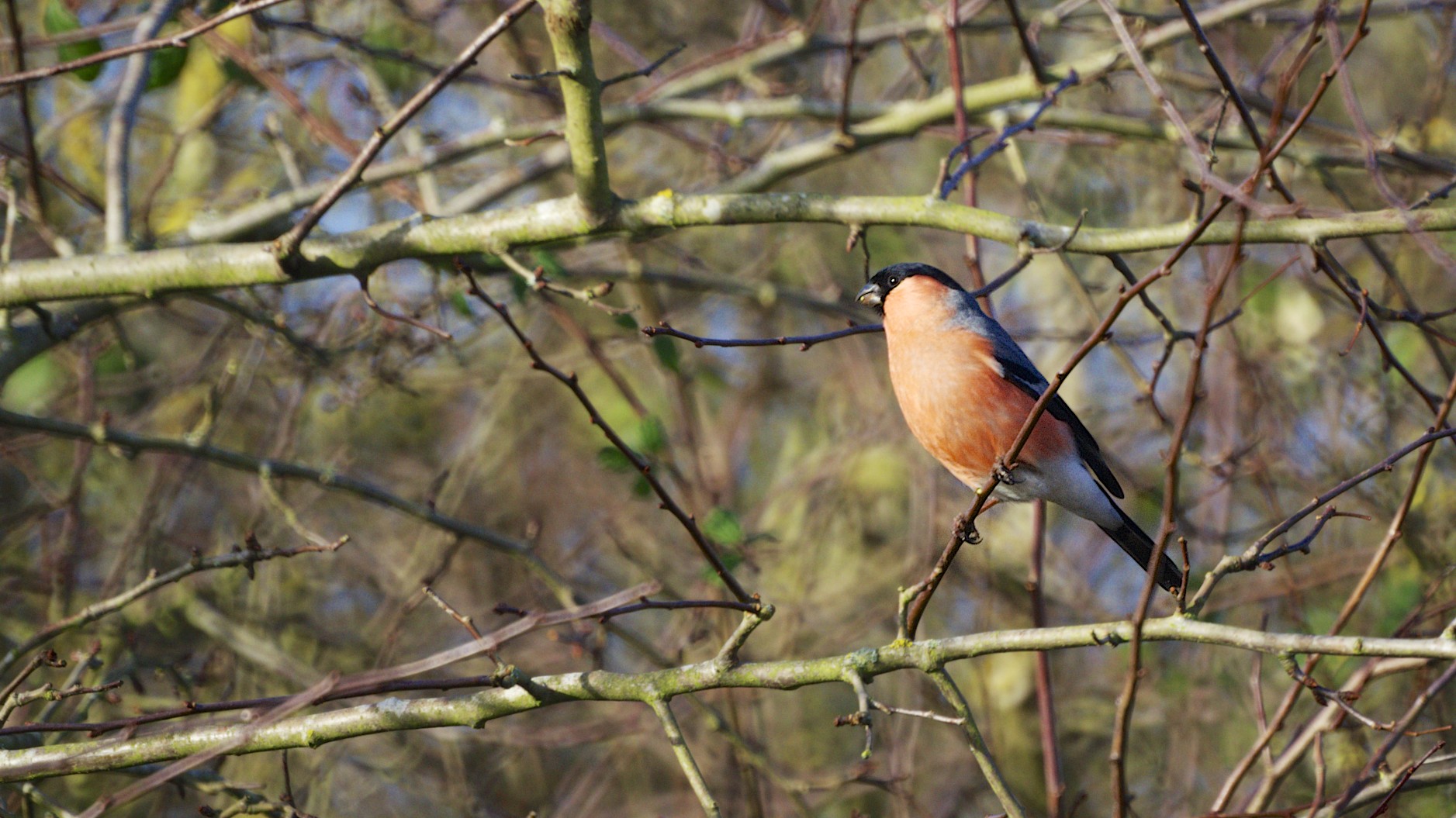Male Eurasian bullfinch