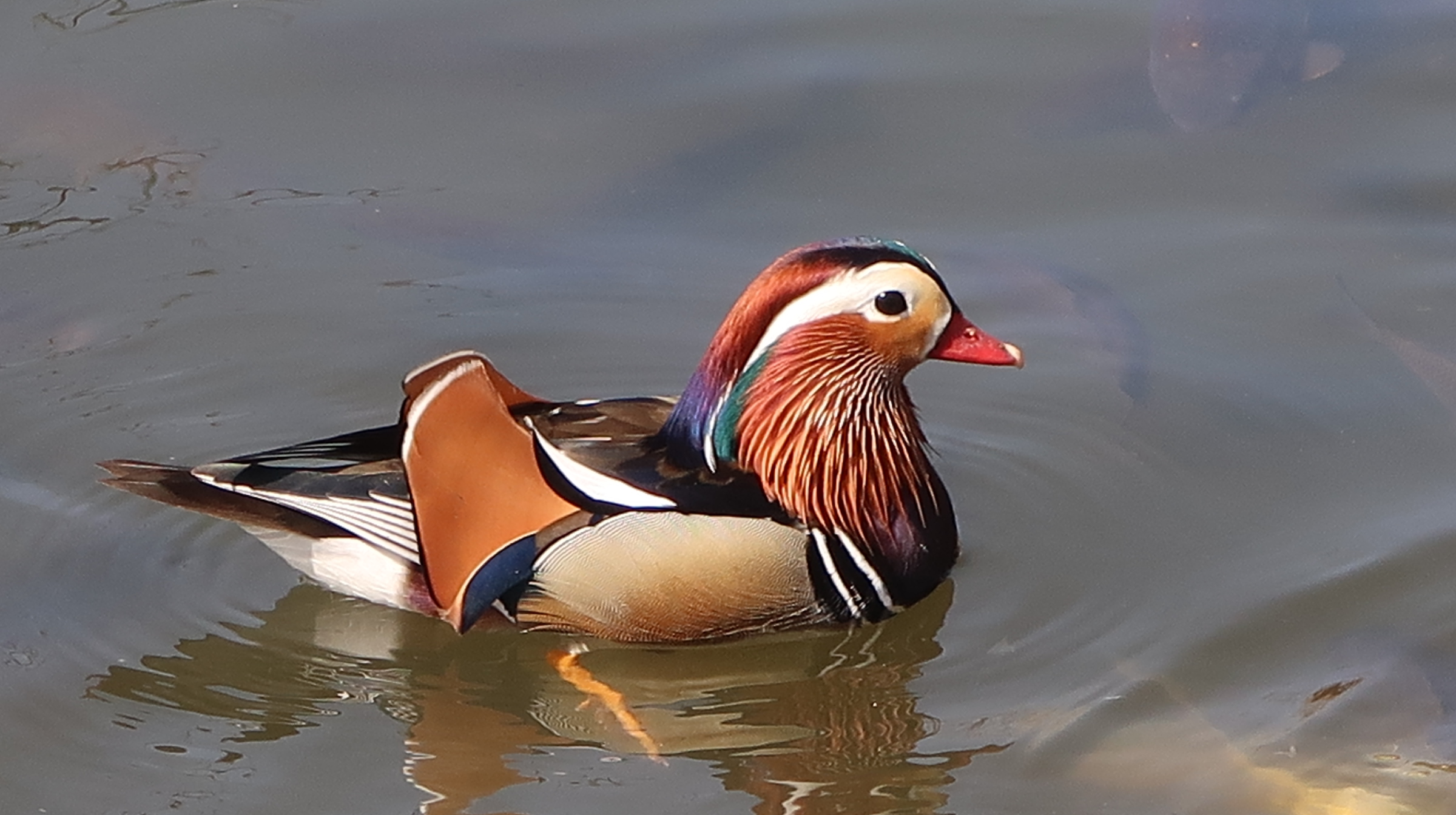 Male mandarin duck swimming in Yuanmingyuan Wetland, Beijing