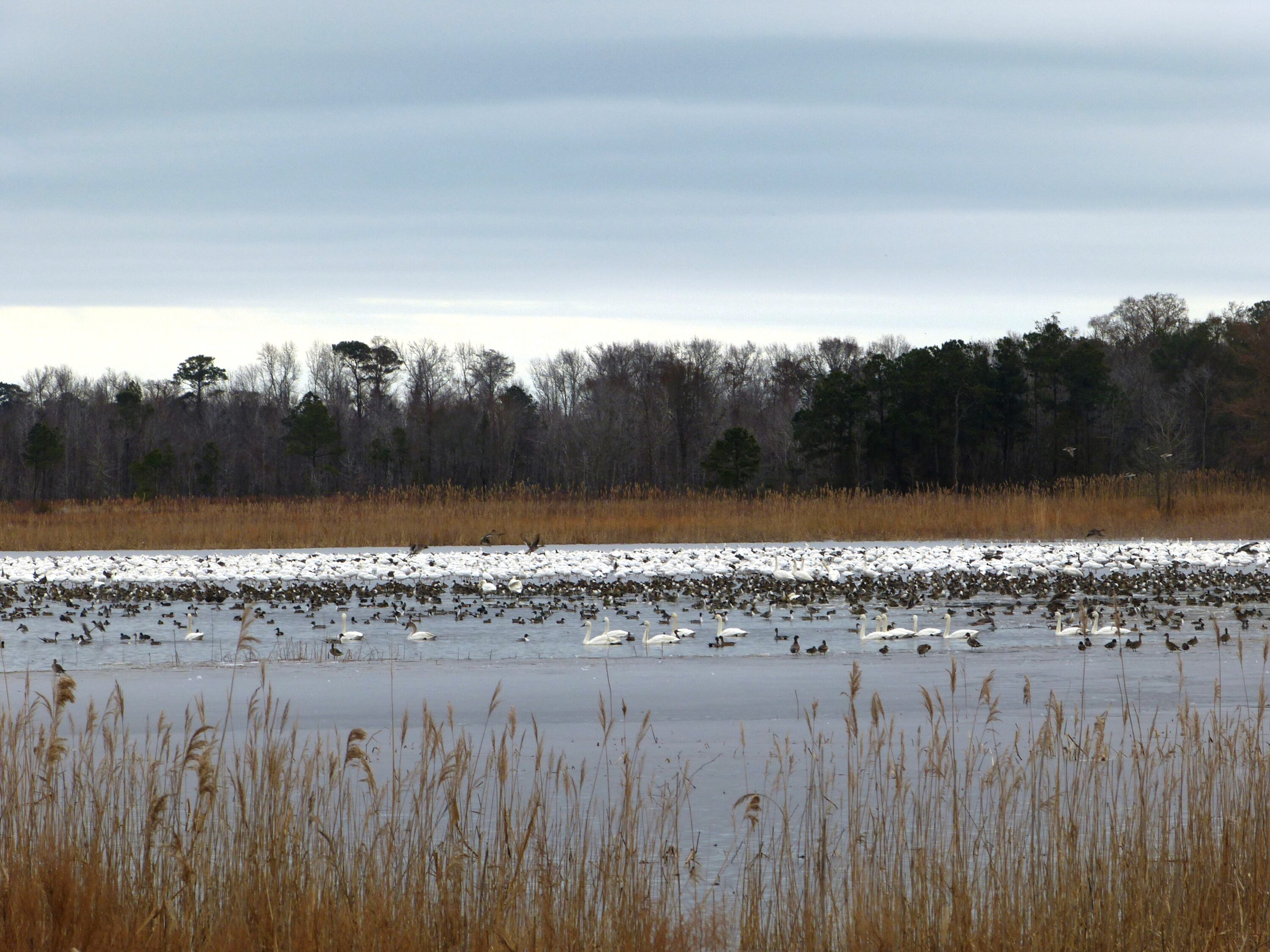 Large mixed wintering flock of ducks, geese and swans at Mattamuskeet National Wildlife Refuge