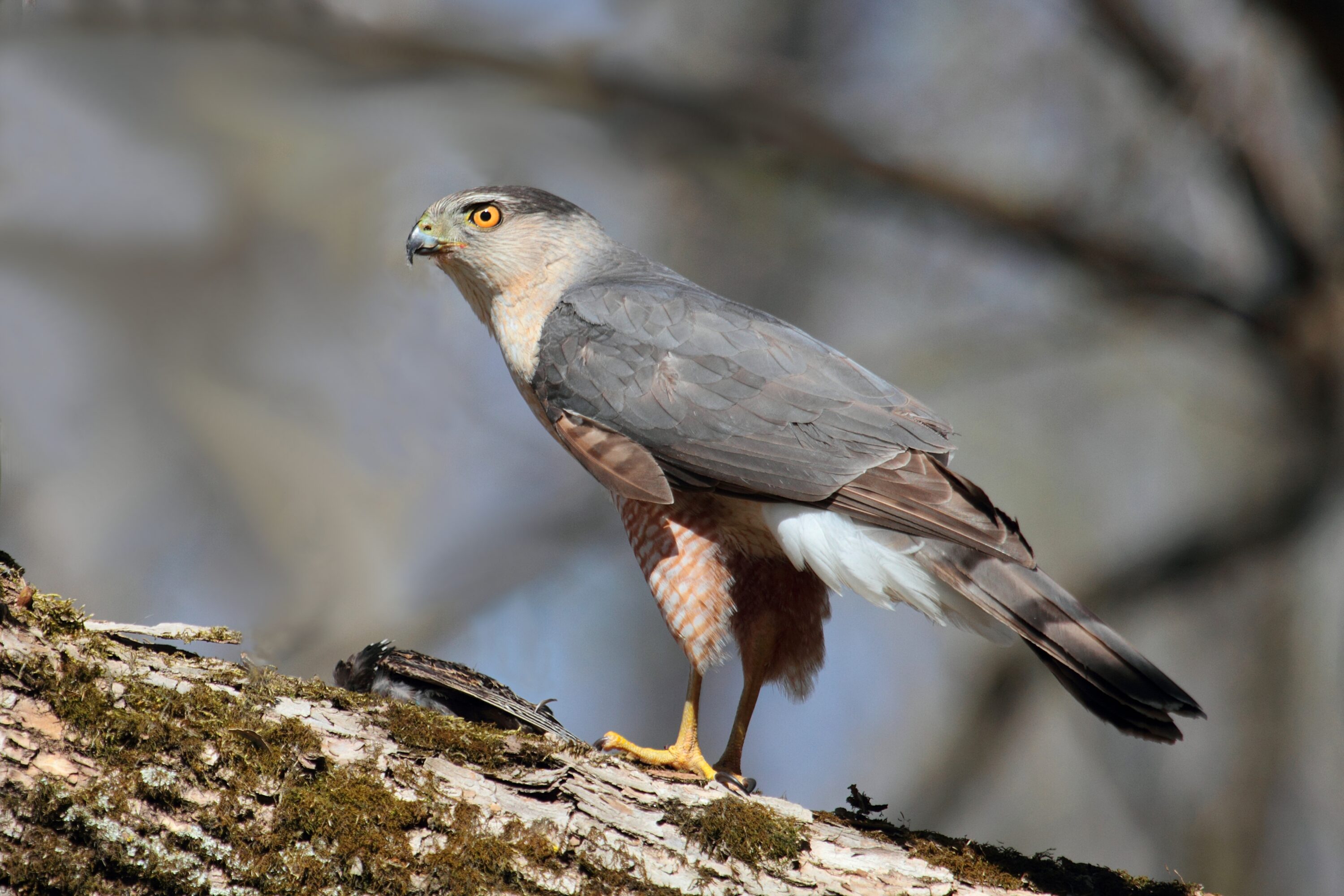 Cooper's hawk with a common starling as prey in Quebec City, Canada