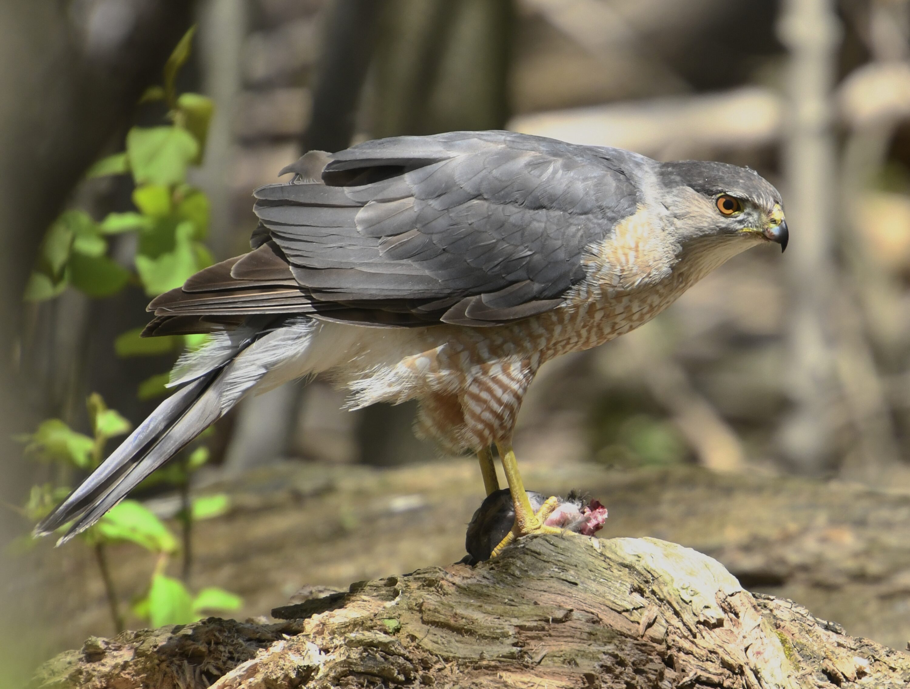 Male Cooper's hawk standing over bird prey in Toronto