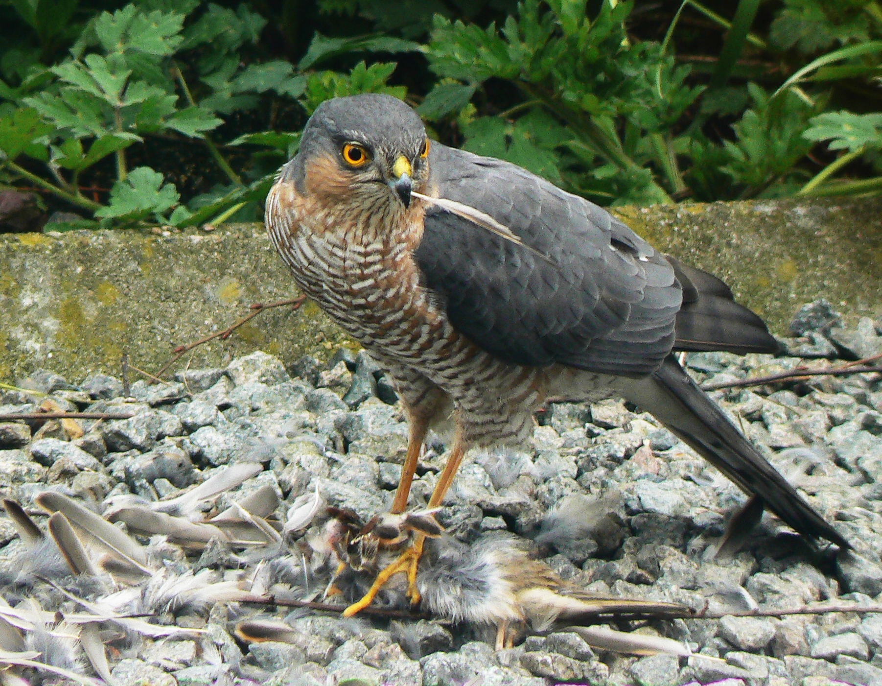 Male Eurasian sparrowhawk standing over bird prey