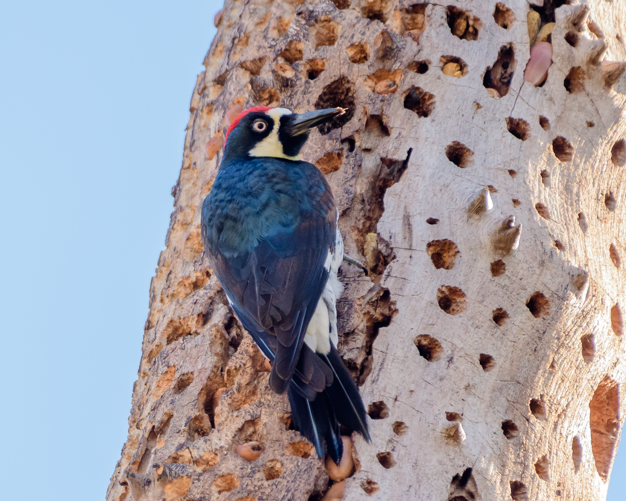 A male acorn woodpecker clinging to a granary tree drilled with acorn-storage holes