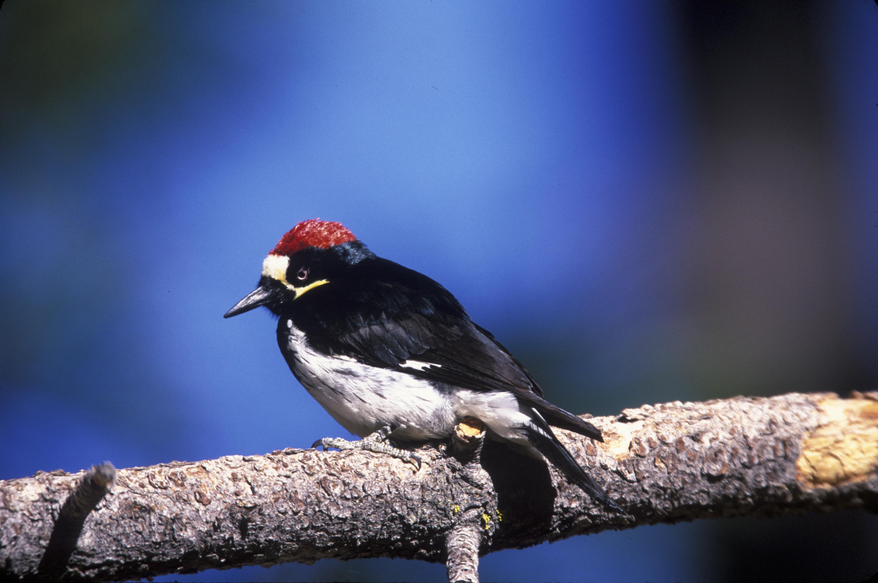 An acorn woodpecker perched on a branch