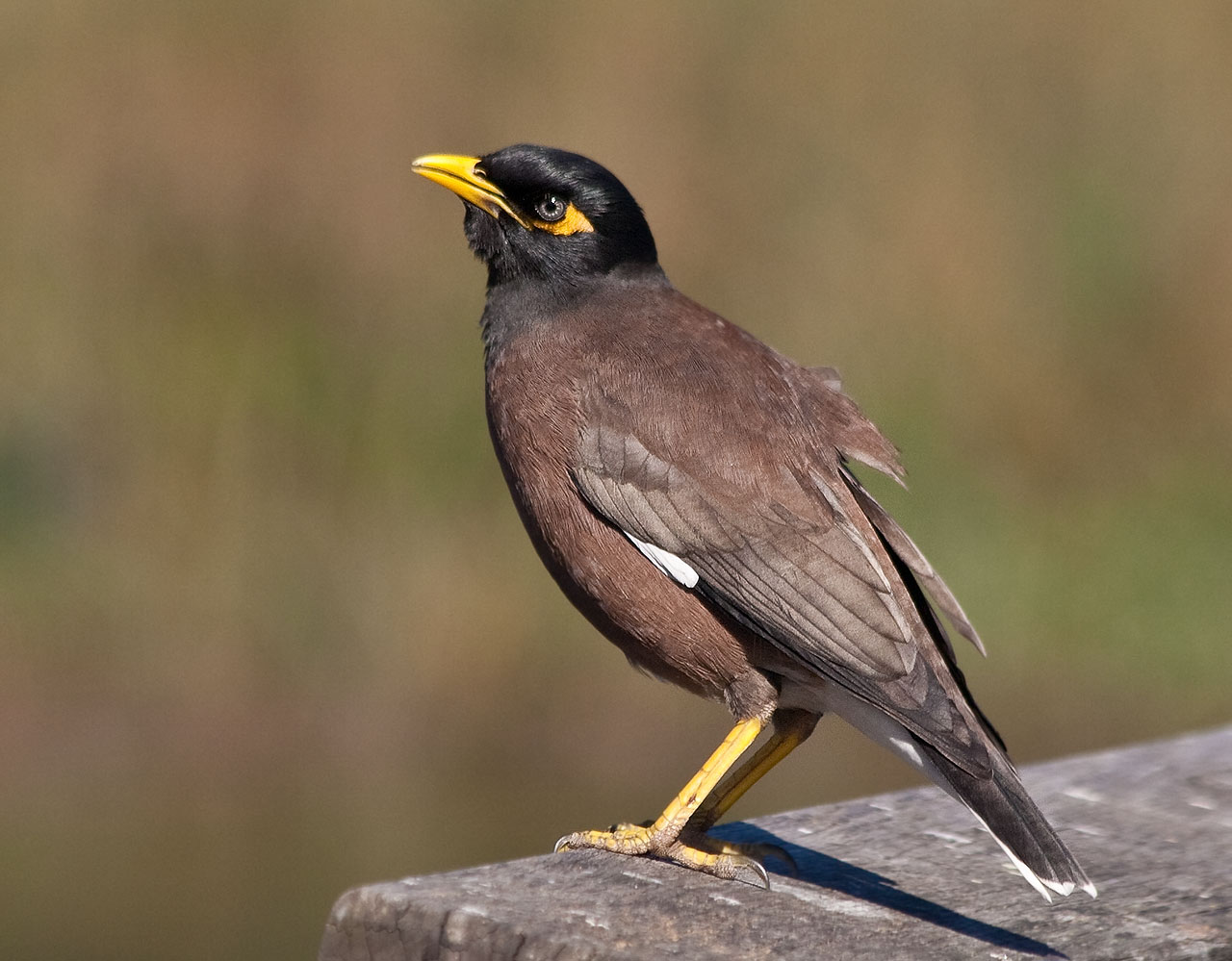 A common myna perched on a wooden railing in an urban Australian park