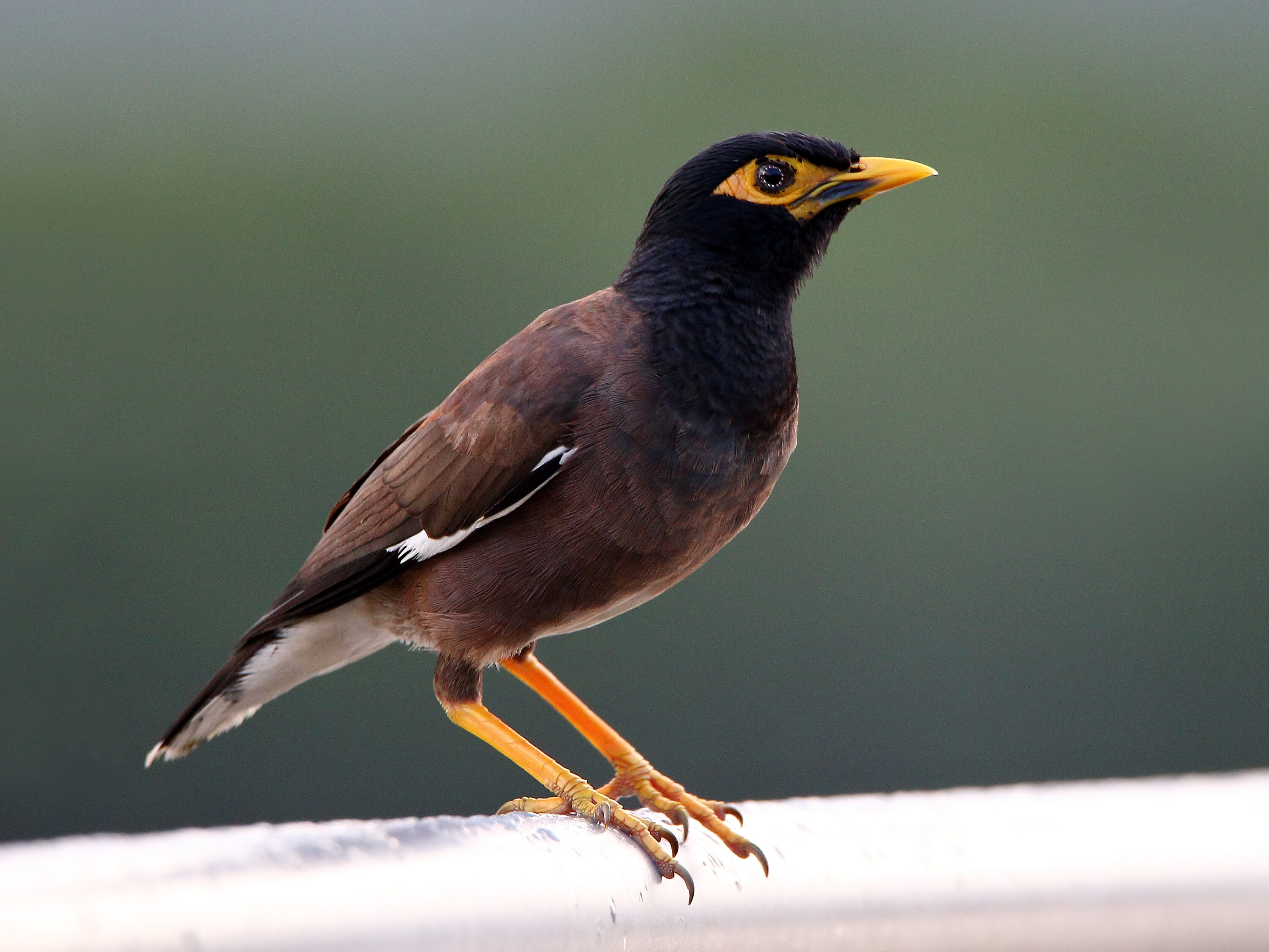 Common myna perched on a railing in Cairns, Queensland