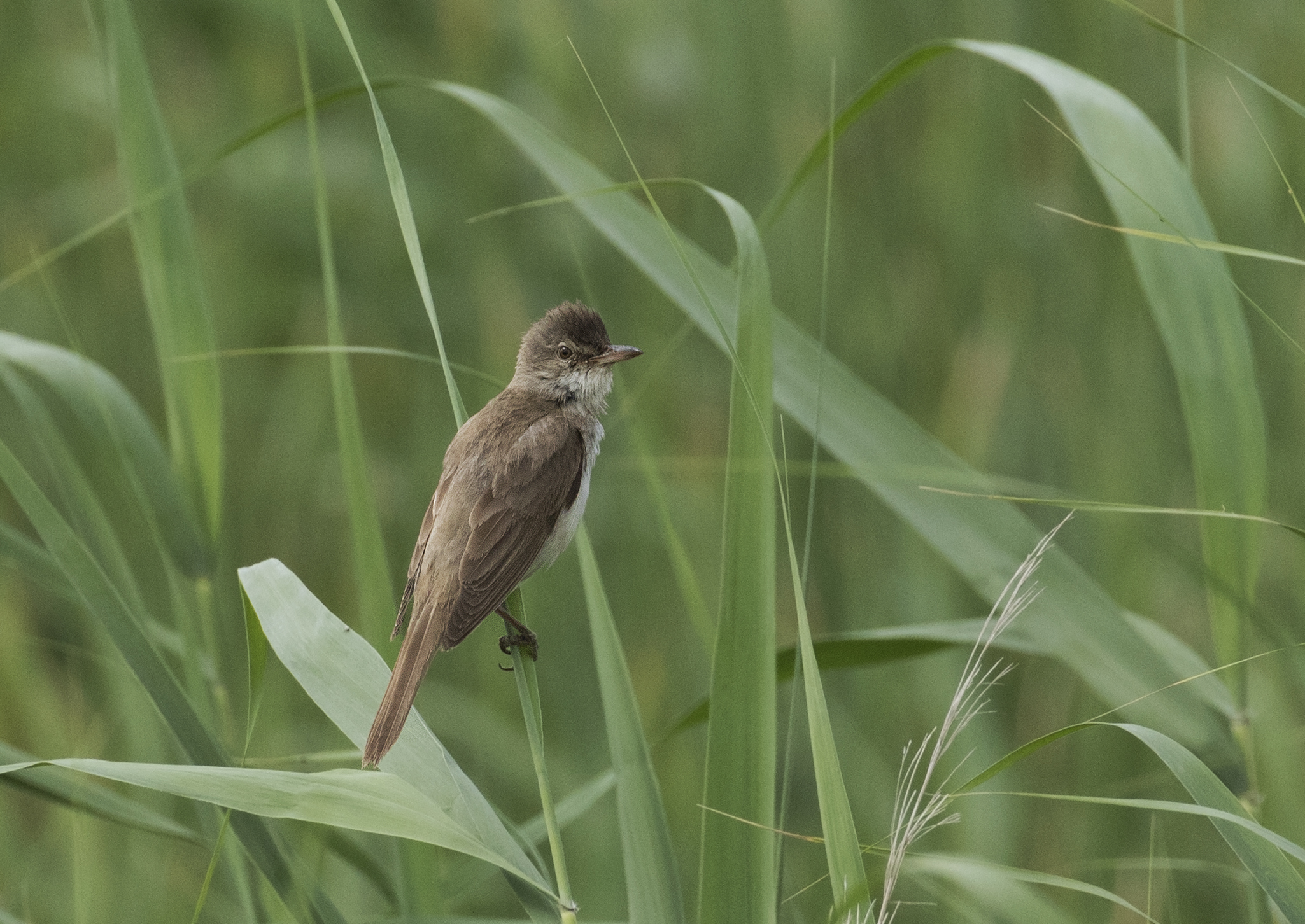 Great reed warbler perched among green reeds