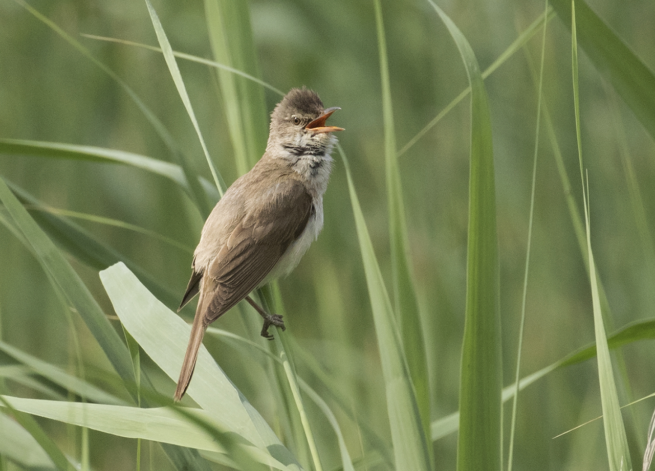 Great reed warbler singing among green reeds