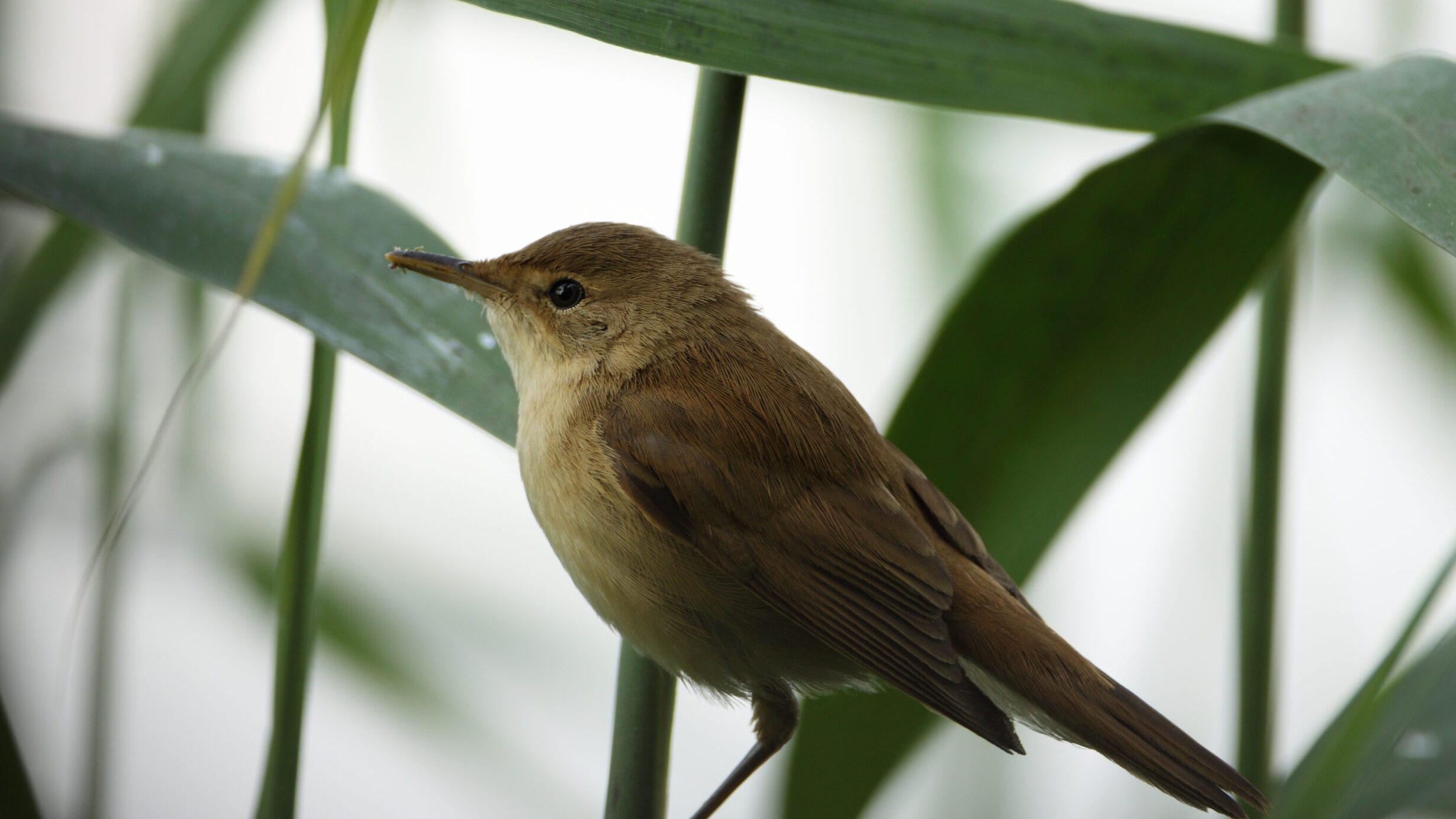 Common Reed Warbler (Acrocephalus scirpaceus) perched among reeds