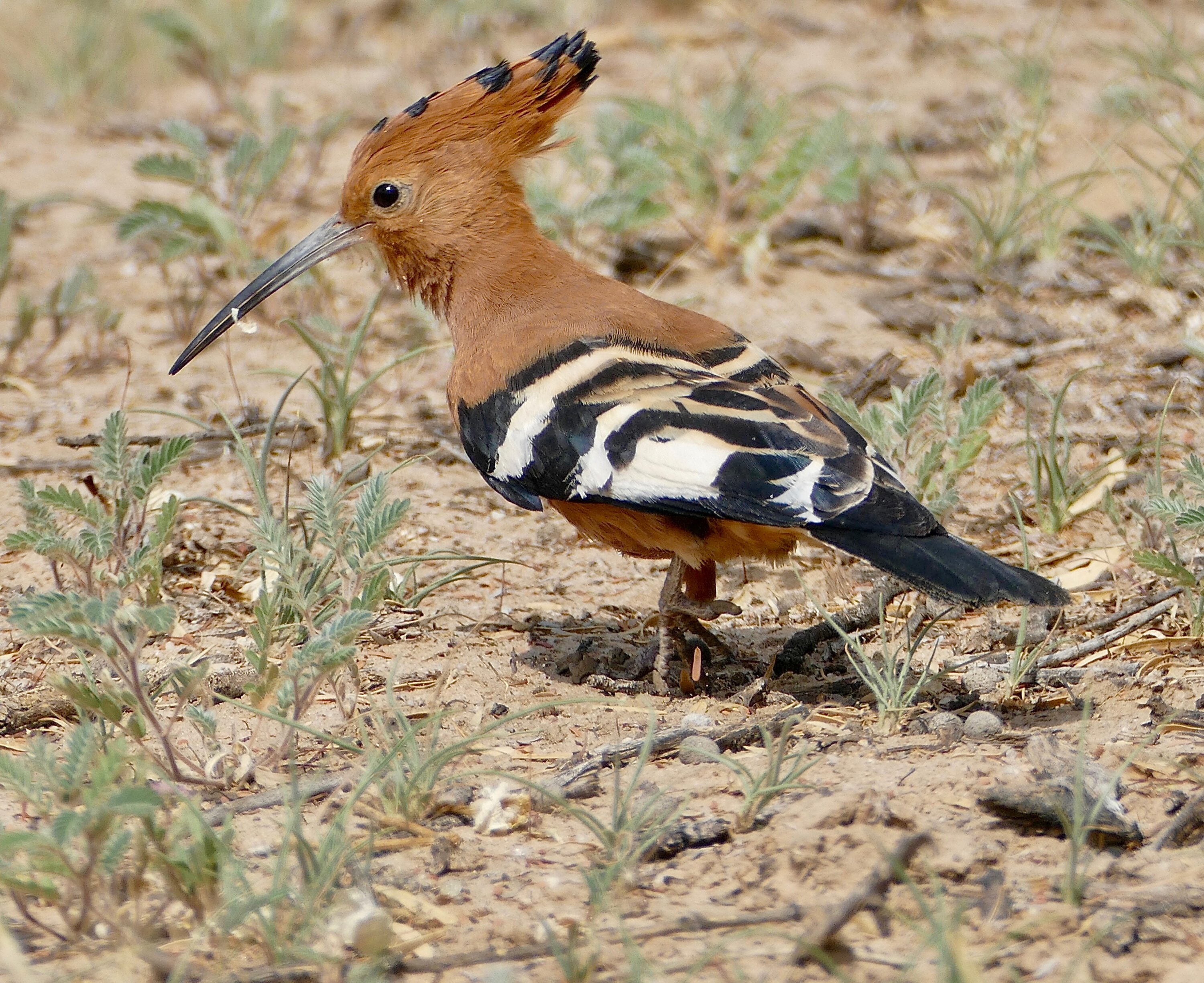African Hoopoe in Kgalagadi Transfrontier Park, South Africa