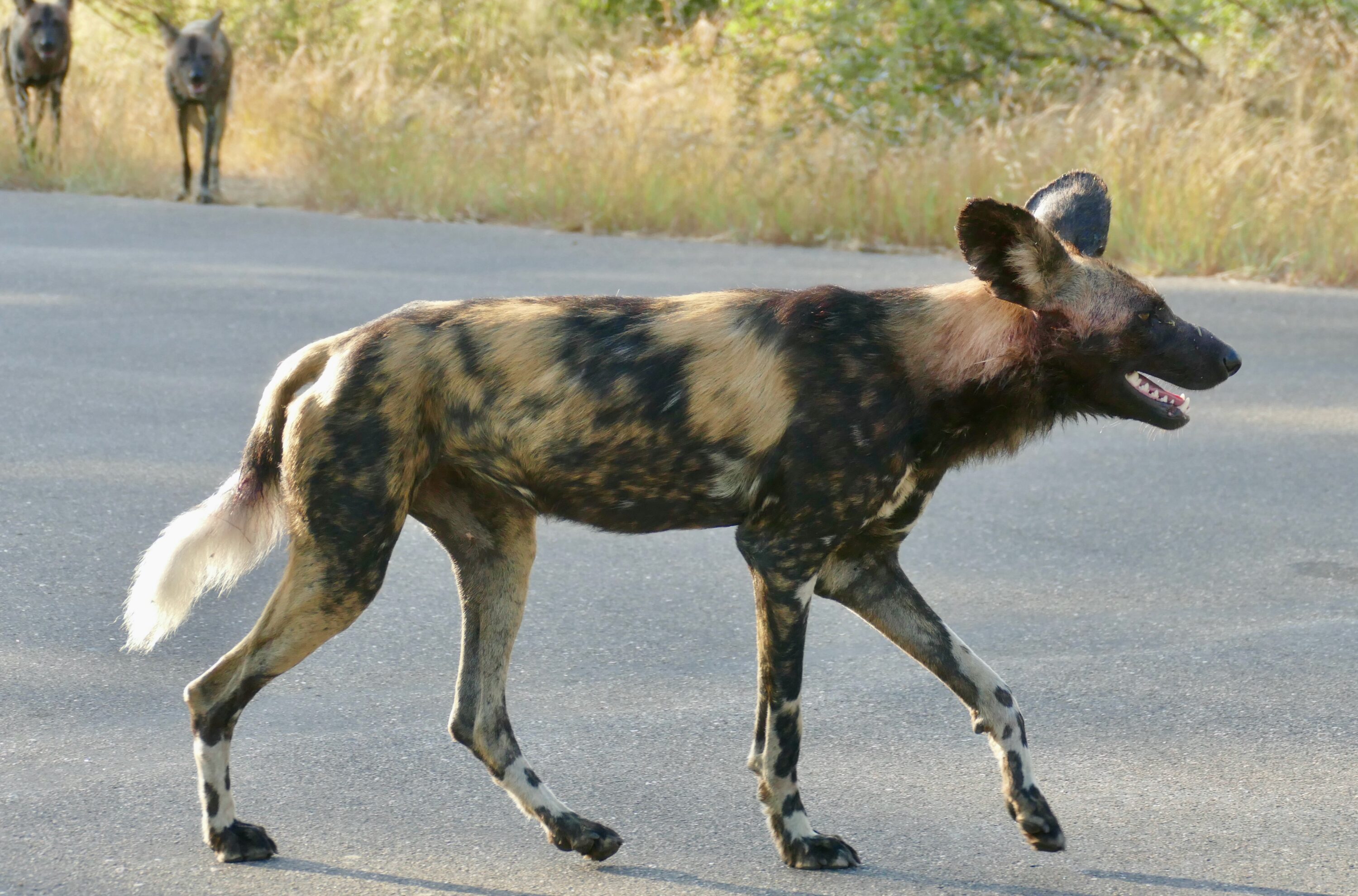 African wild dog in Kruger National Park, South Africa