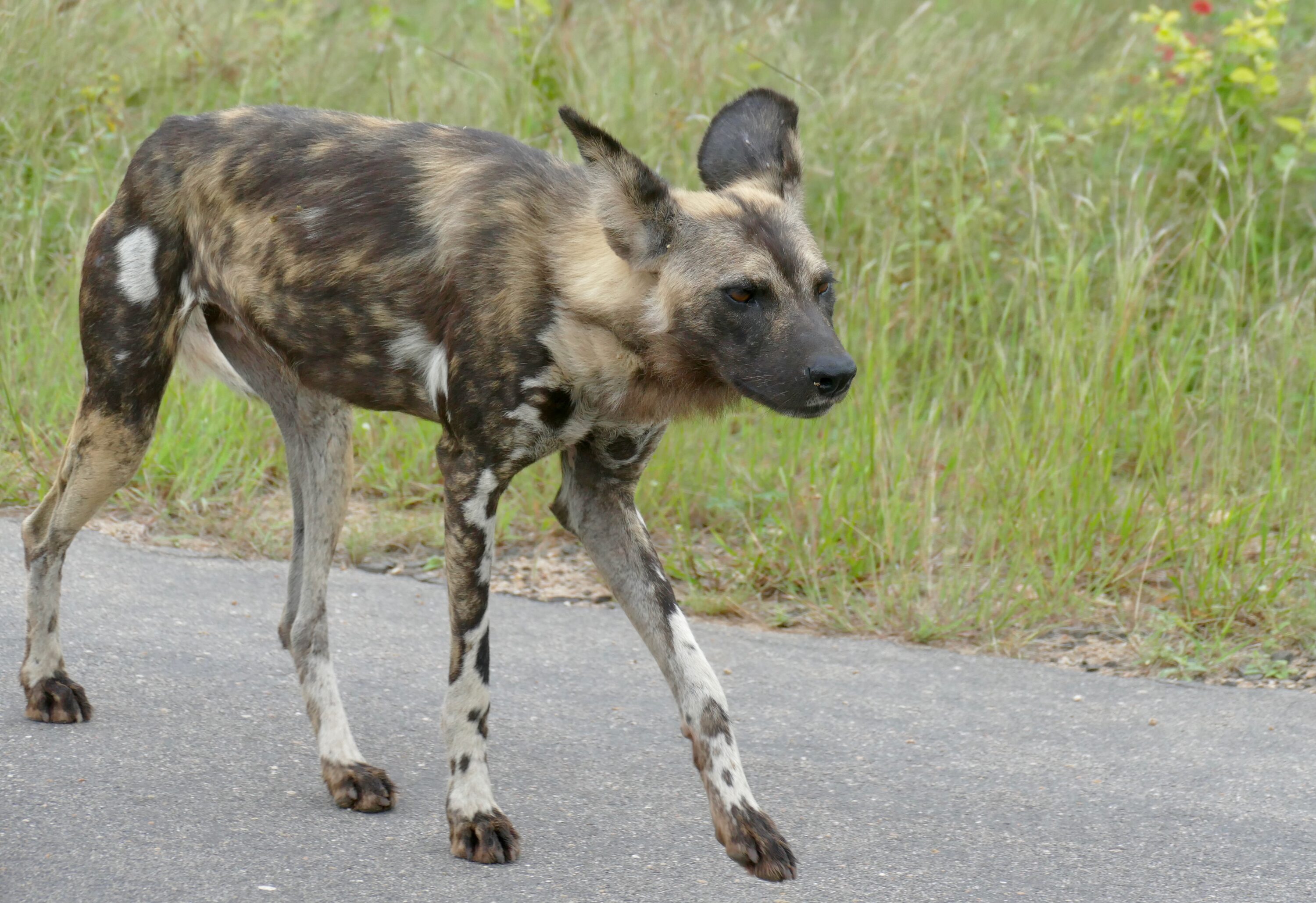 African wild dog in Kruger National Park, South Africa