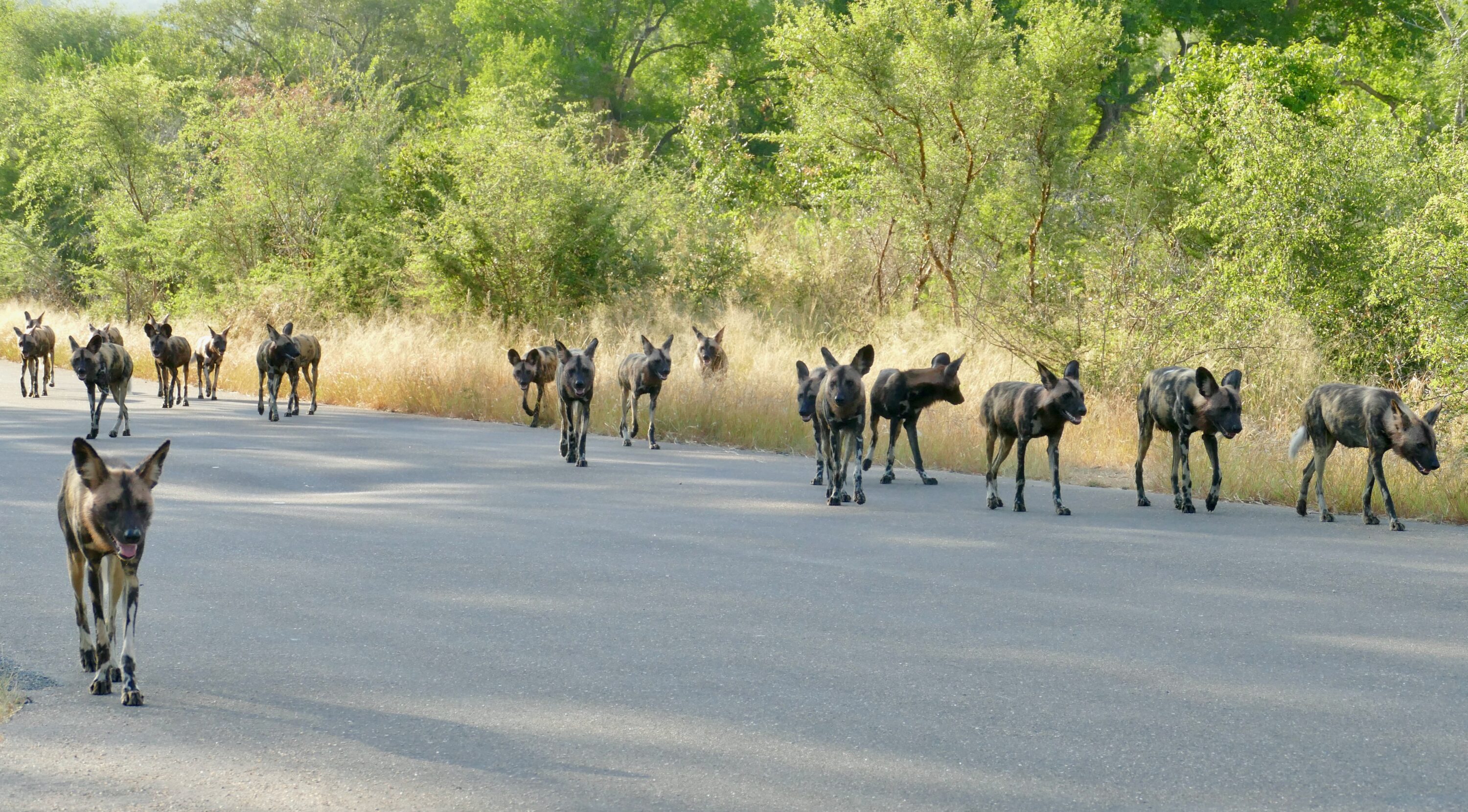 Large pack of African wild dogs walking along a road in Kruger National Park
