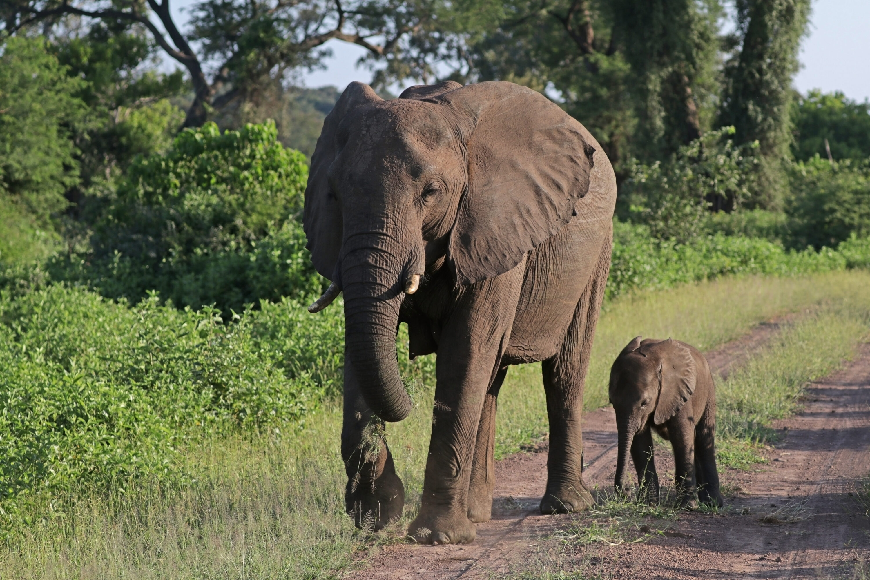 African bush elephant mother and six-week-old calf in Matetsi Safari Area, Zimbabwe
