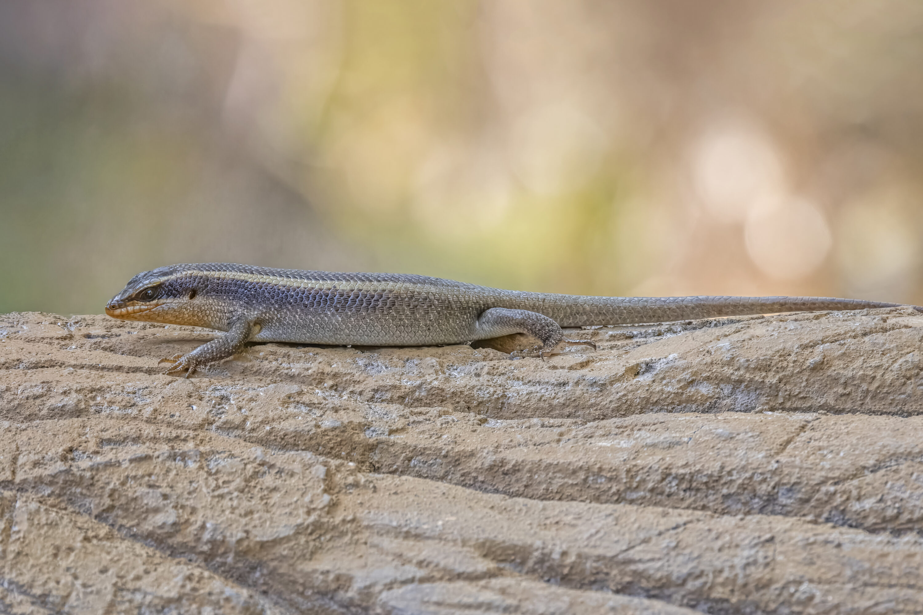 African striped skink resting on a log in Arusha National Park, Tanzania