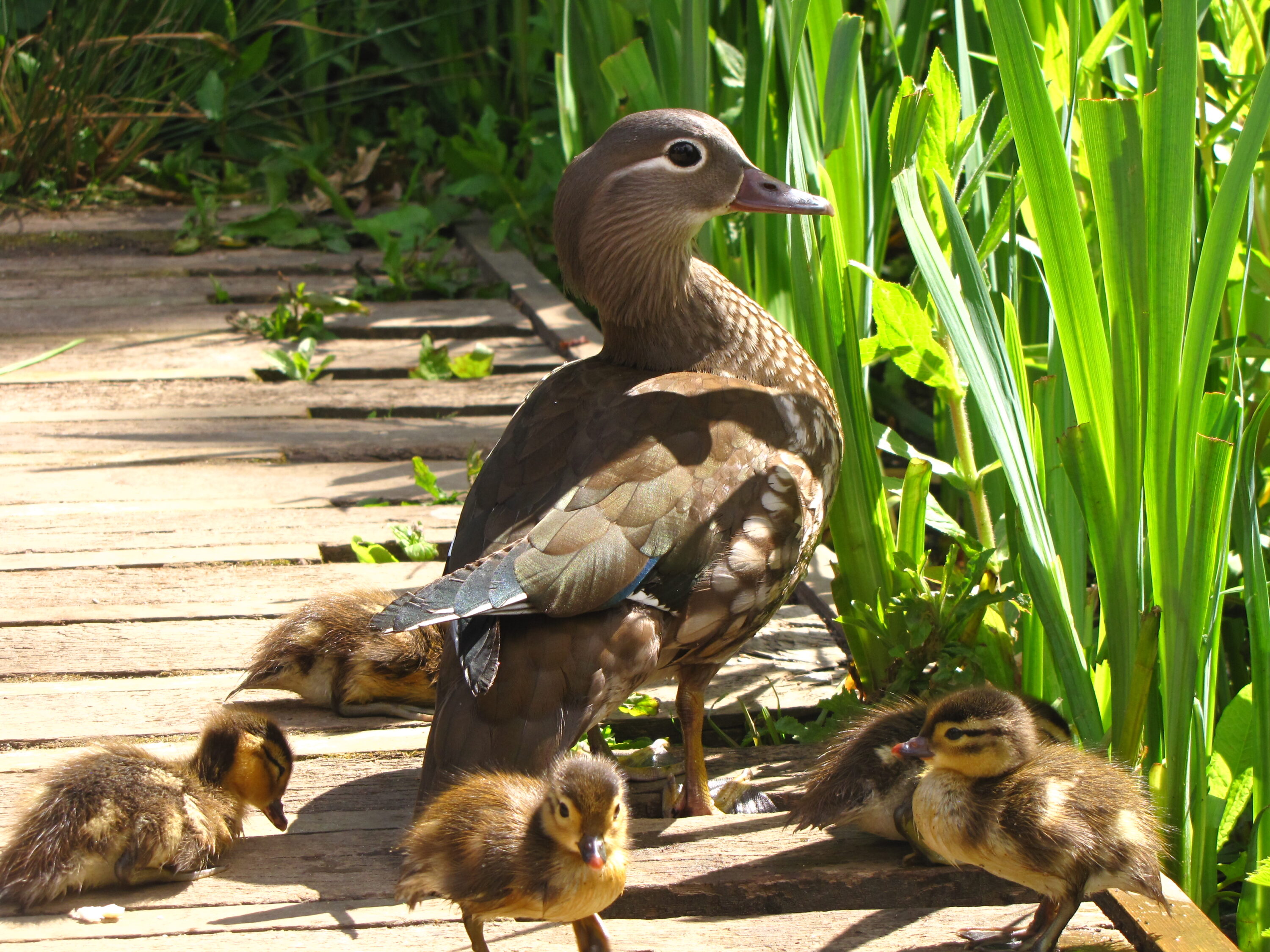 Female mandarin duck swimming with ducklings