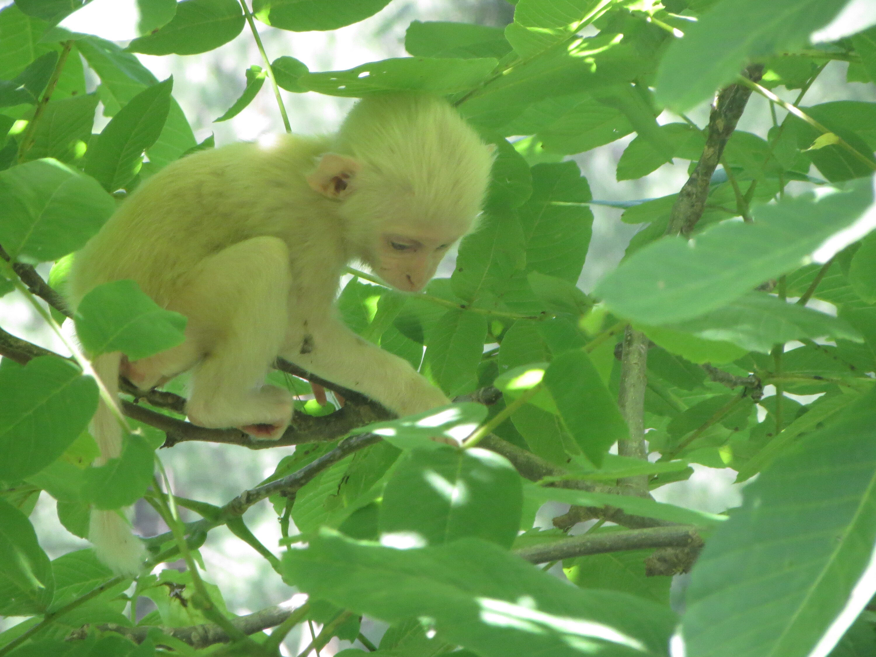 Albino rhesus macaque near Murree, Pakistan