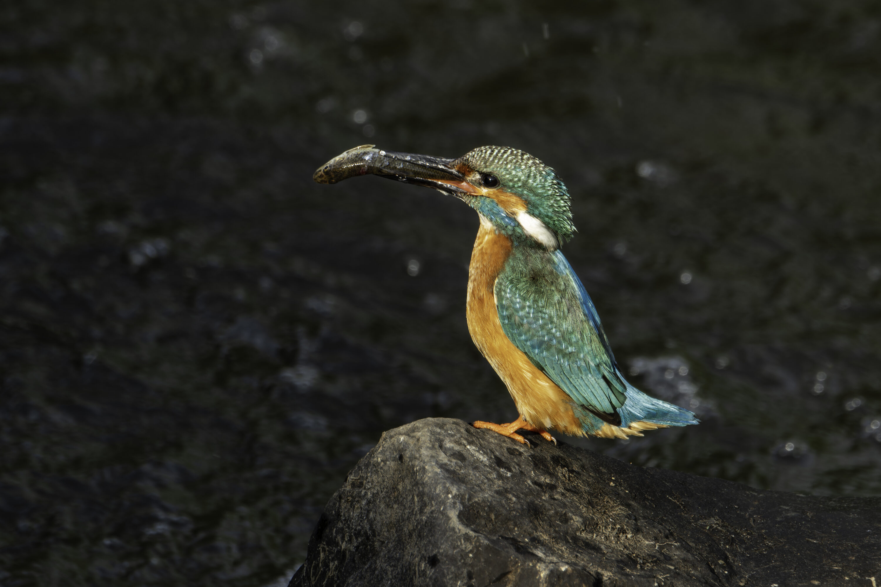 Male common kingfisher carrying prey near a nesting burrow