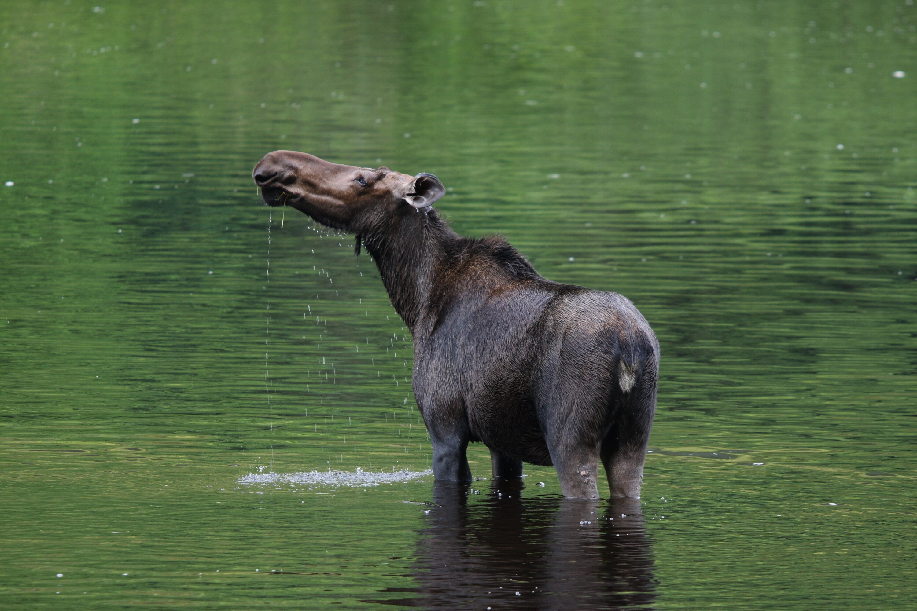 A wild female moose standing in the Jacques-Cartier River in Quebec
