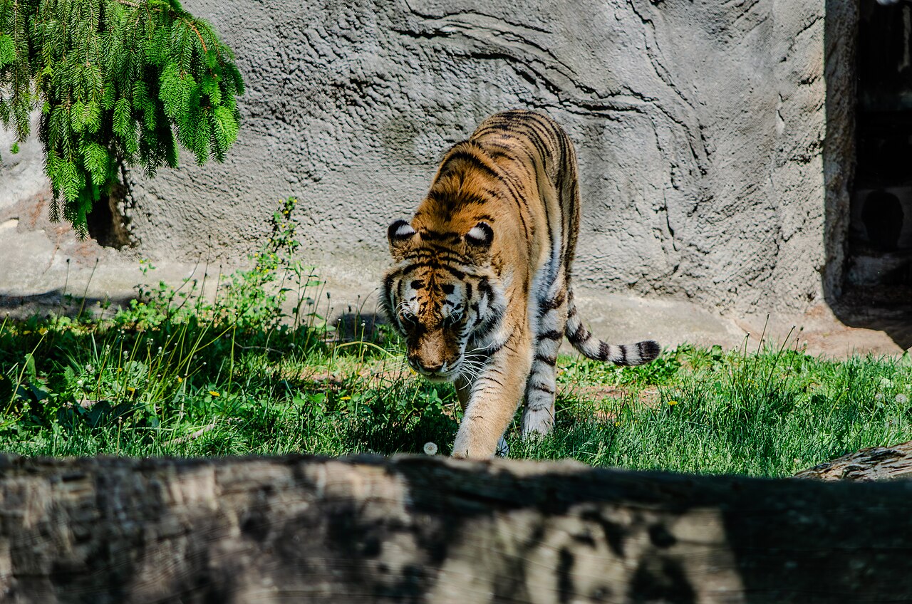 Amur tiger standing in its enclosure at Detroit Zoo