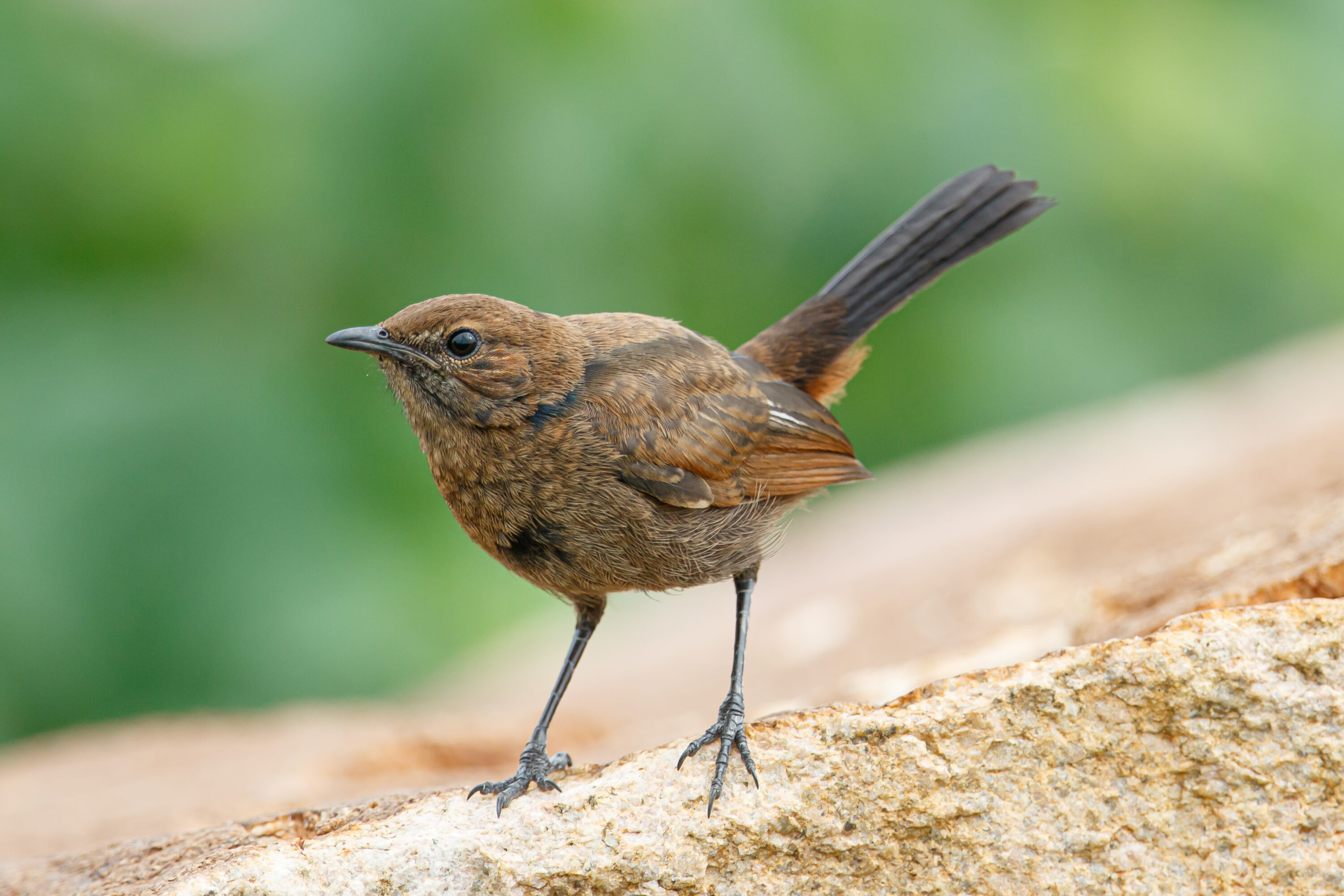 Female Indian robin on a rock at Himayat Sagar, India