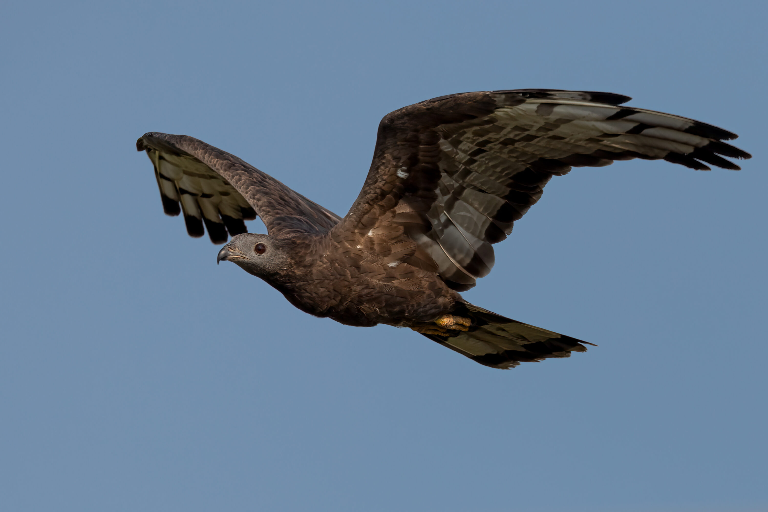 Oriental honey-buzzard in flight against a blue sky