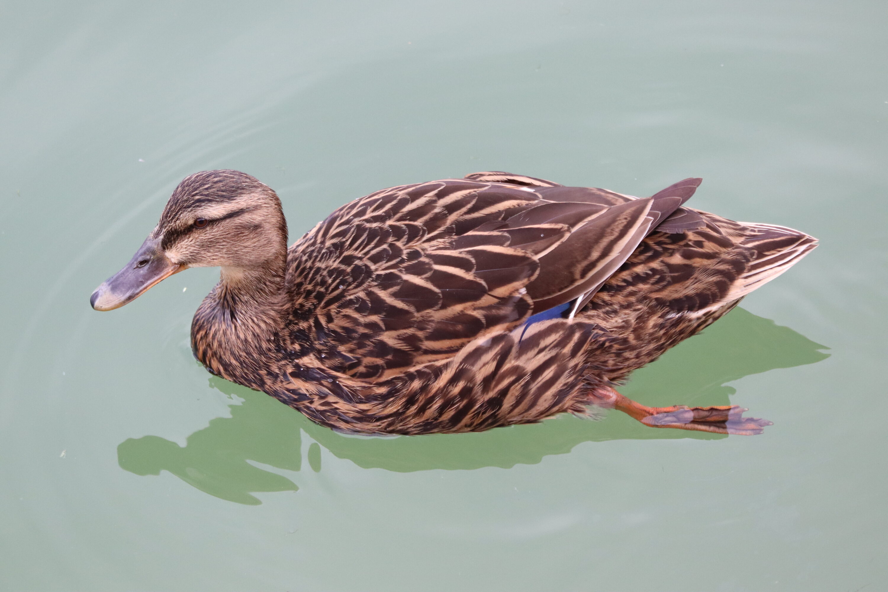 Wild female mallard in Burela, Galicia, Spain