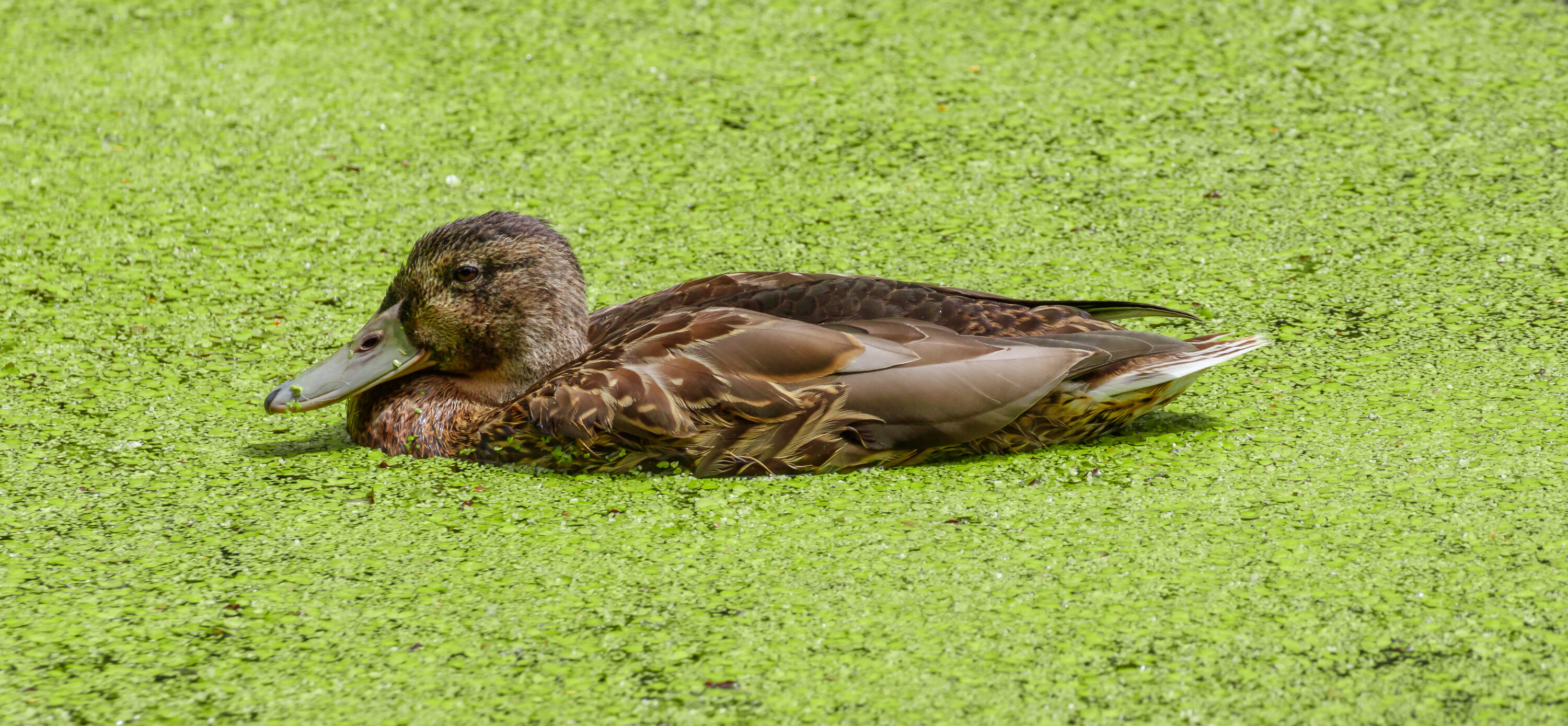 Wild mallard swimming among duckweed in Germany