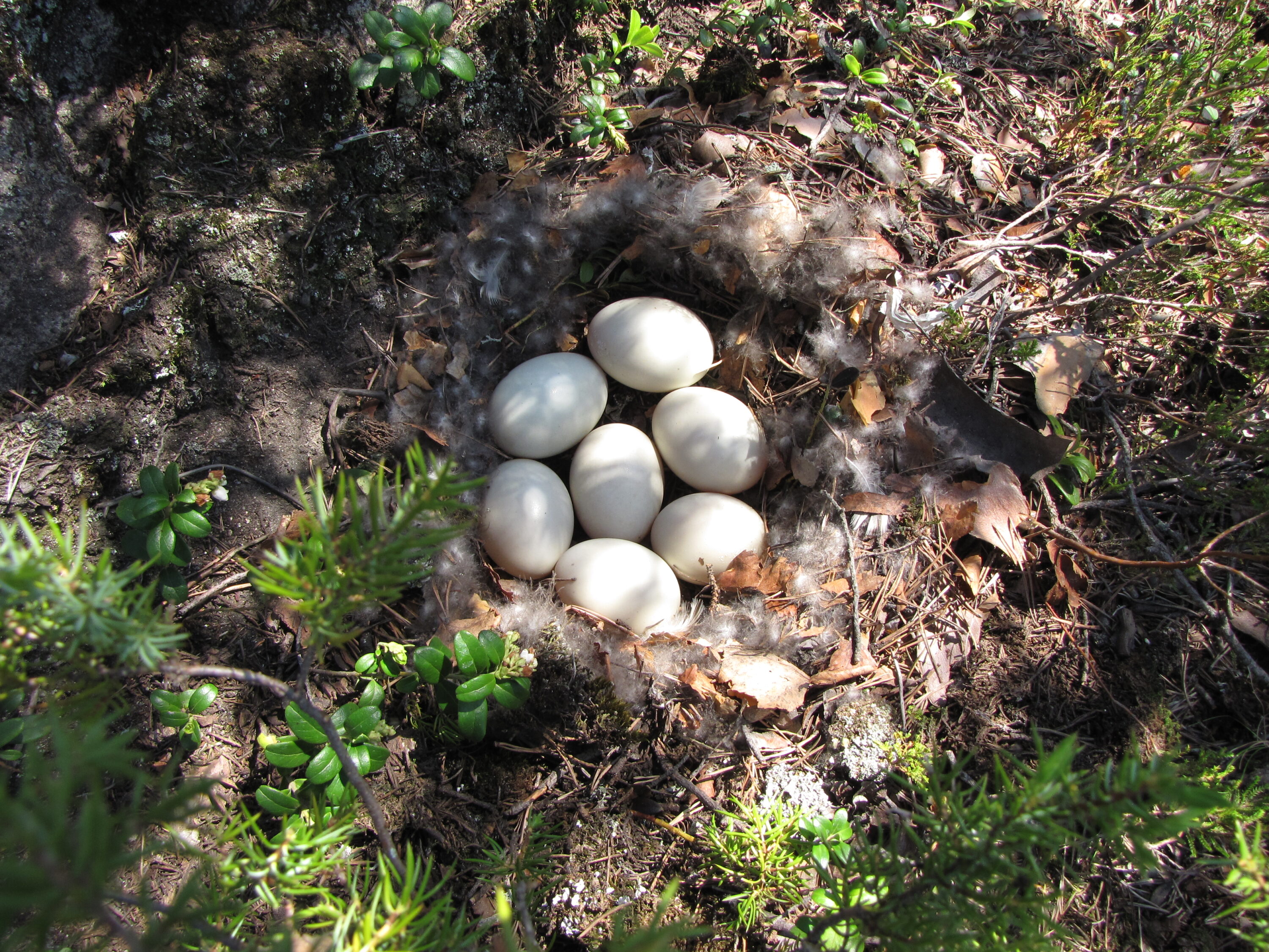 Mallard nest containing eggs