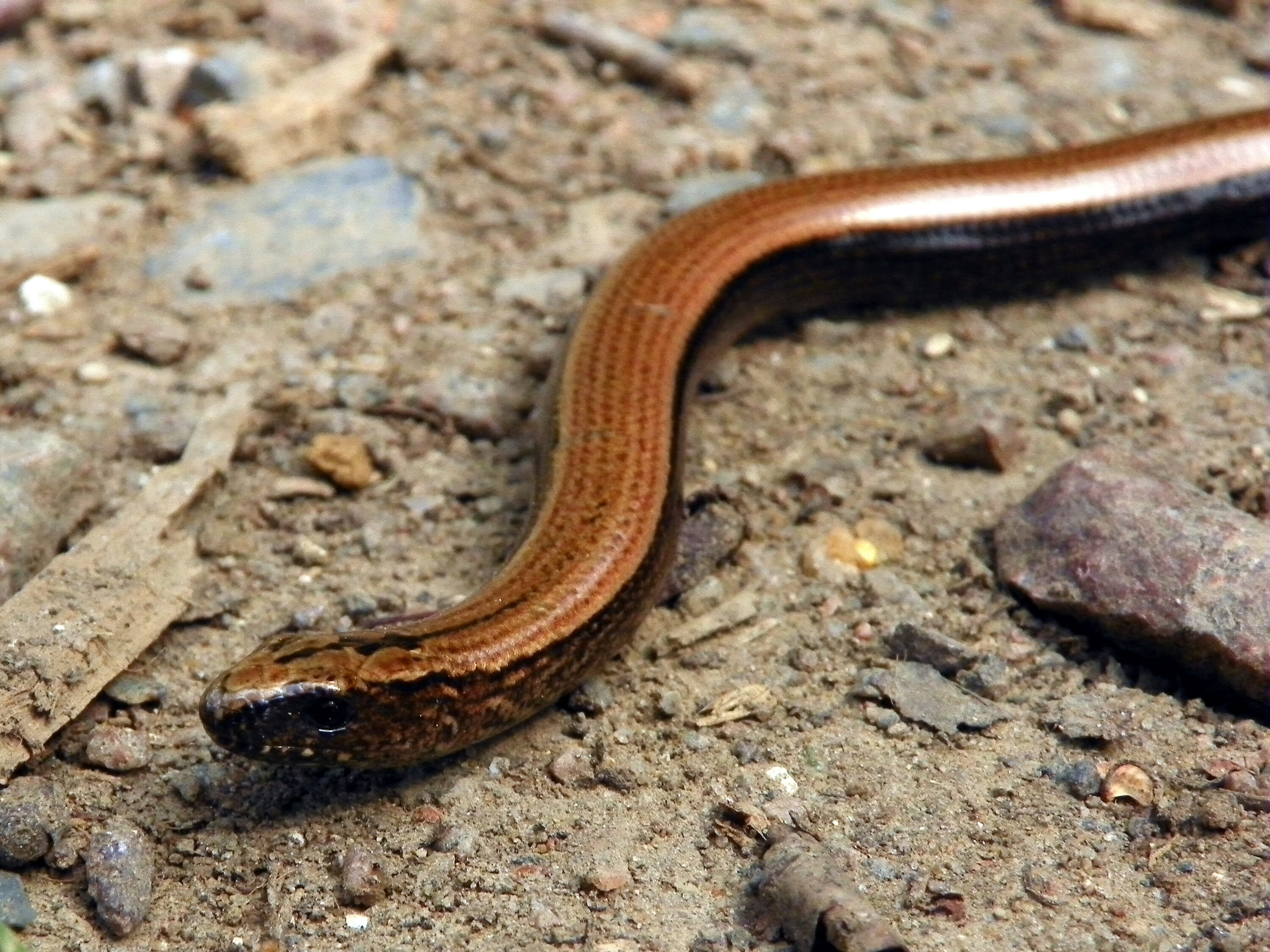 Wild slow worm in Hertfordshire, England
