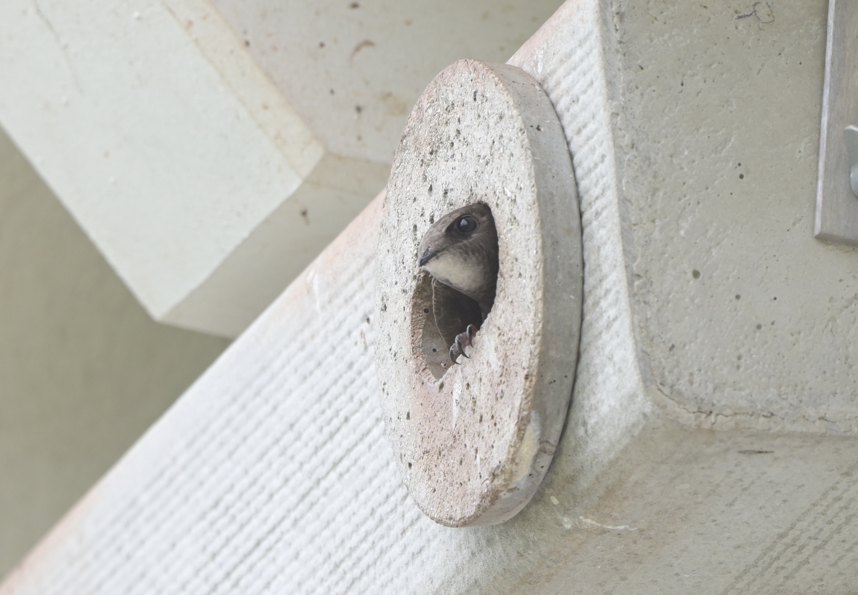 Common swift looking out from a nest box
