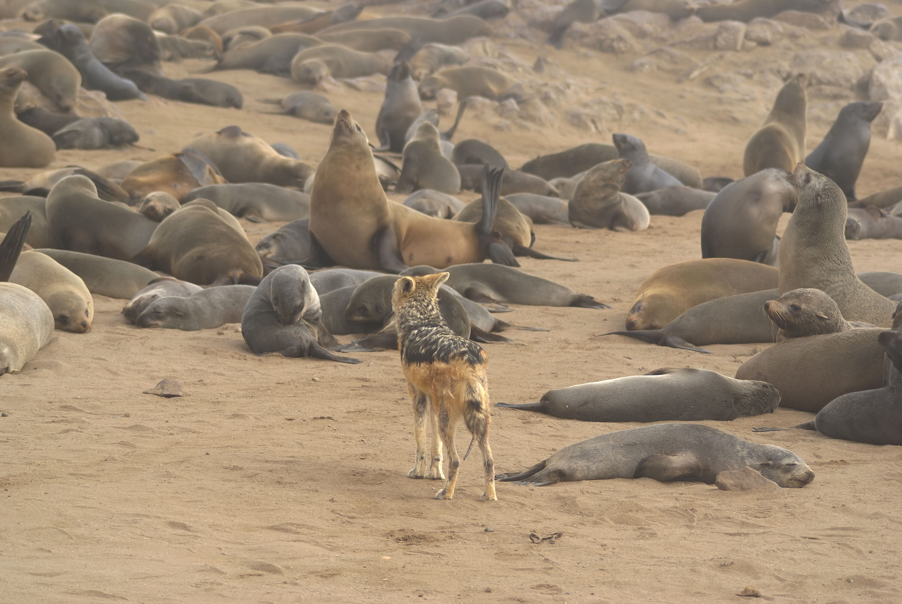 Black-backed jackal standing among Cape fur seals at Cape Cross, Namibia