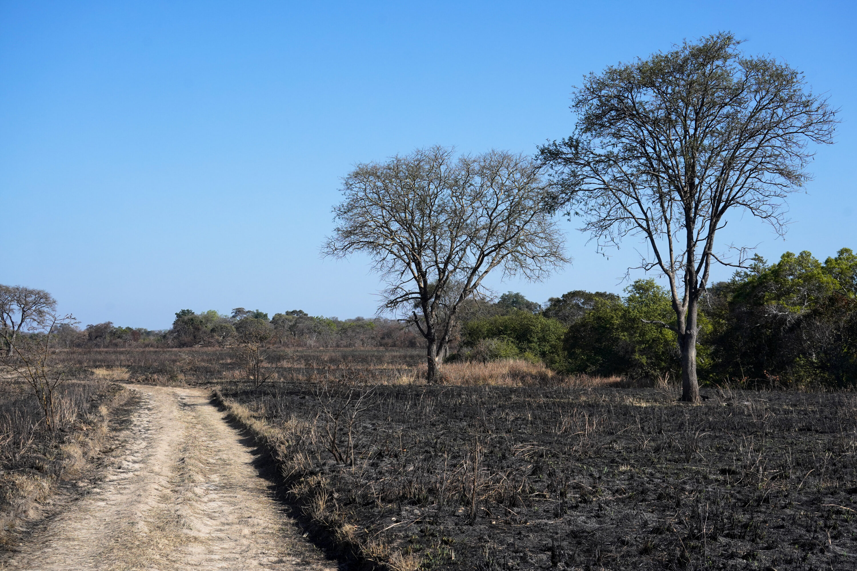 Savanna grassland burning in Kafue National Park, Zambia