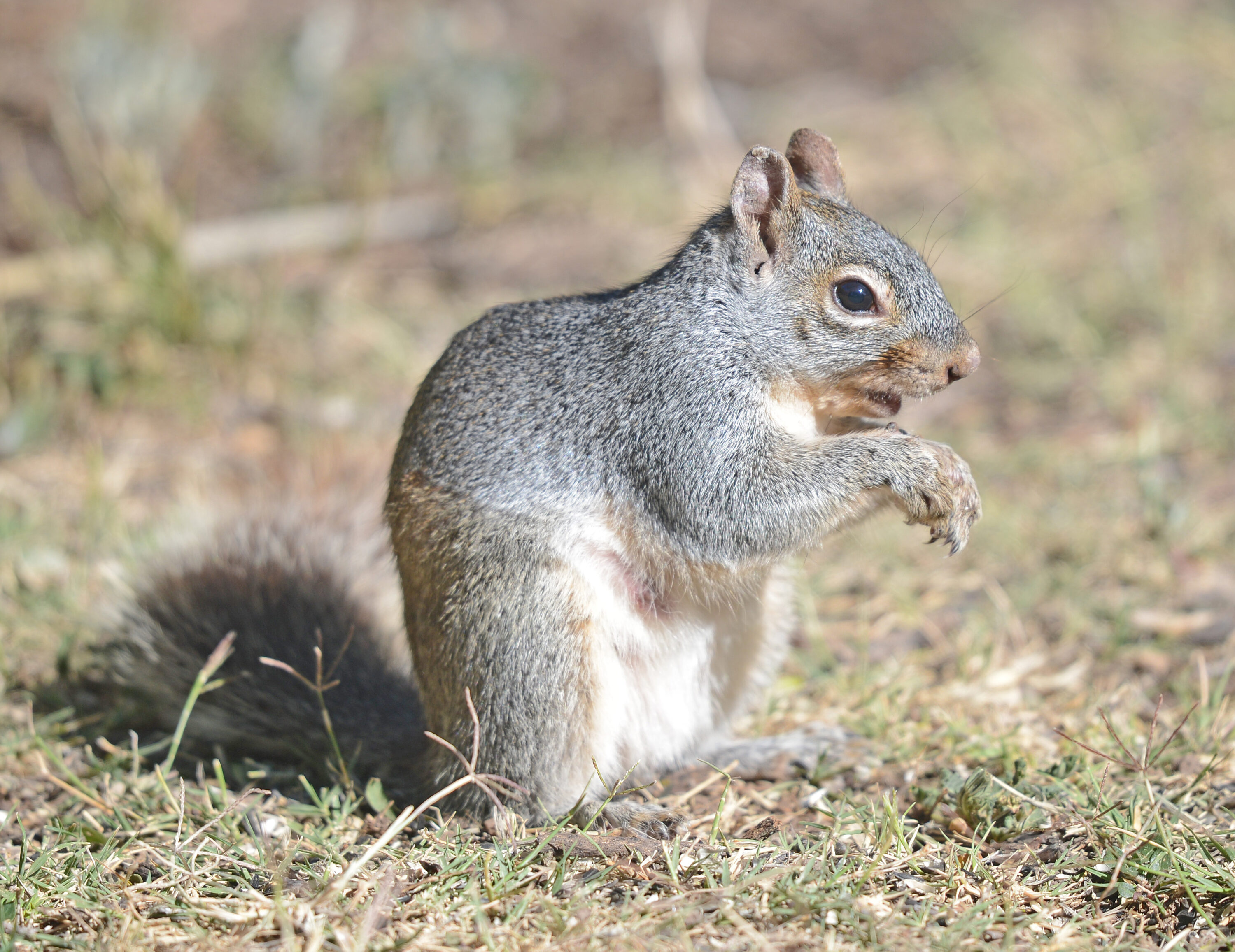 Wild Arizona gray squirrel in southern Arizona