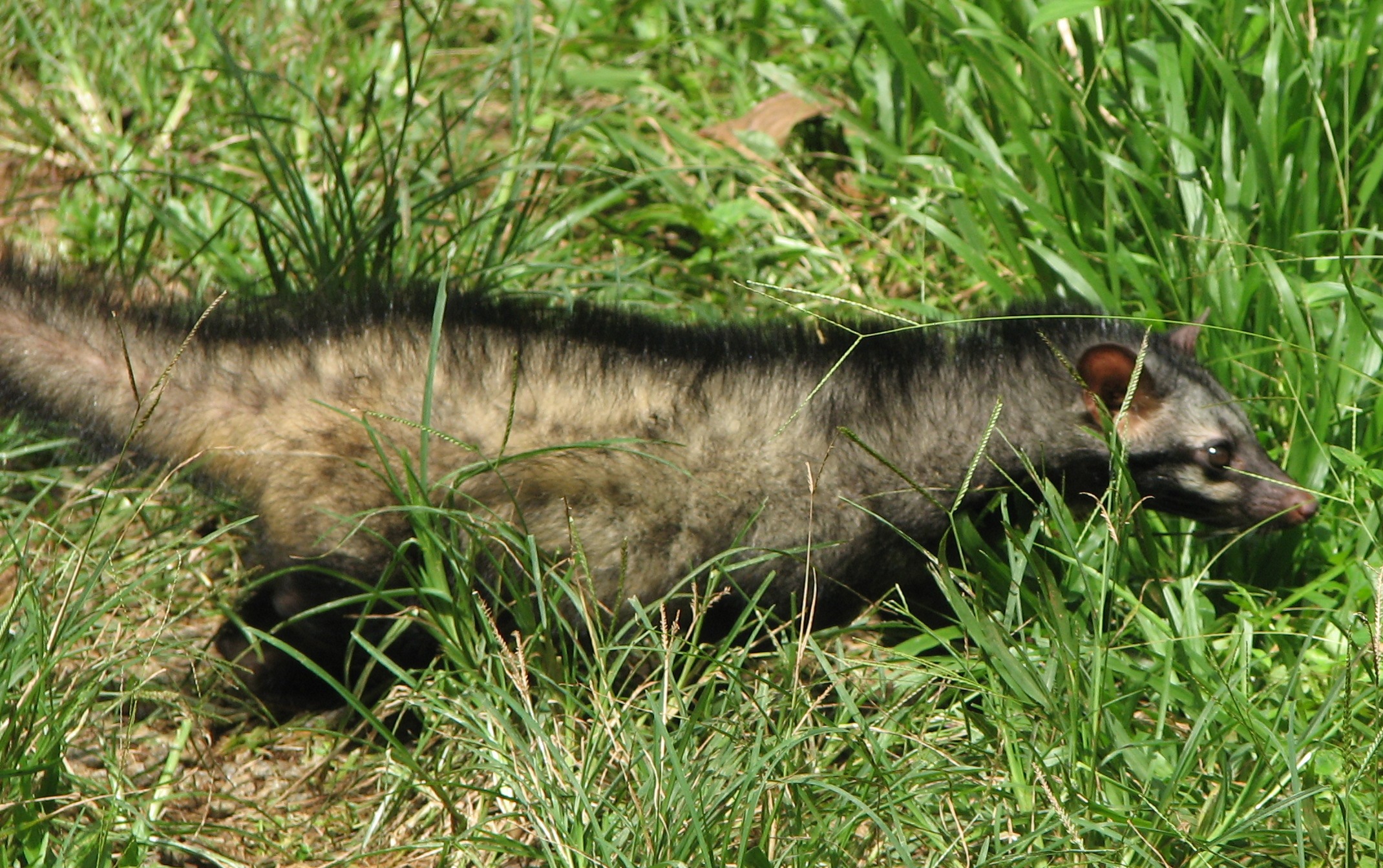 Northern palm civet walking through green grass
