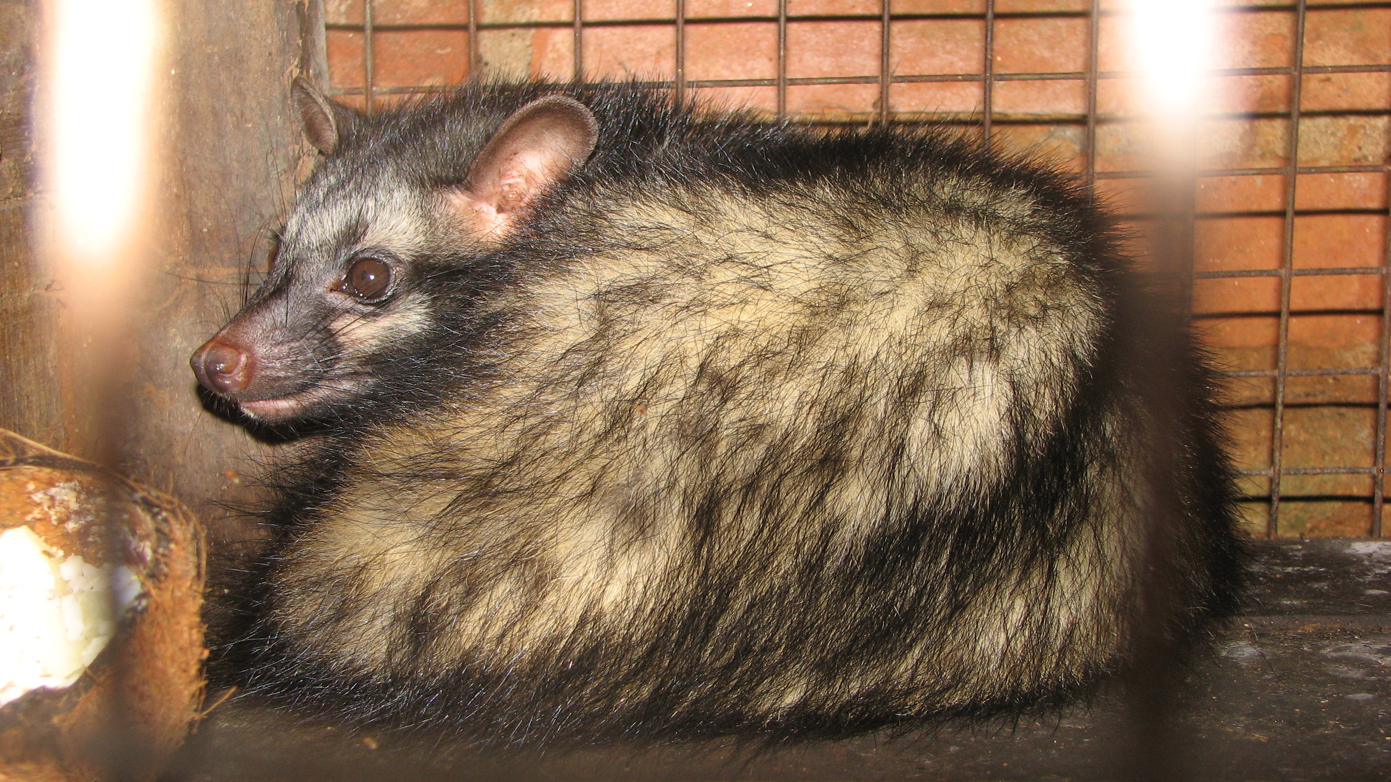 Northern palm civet inside a wire cage