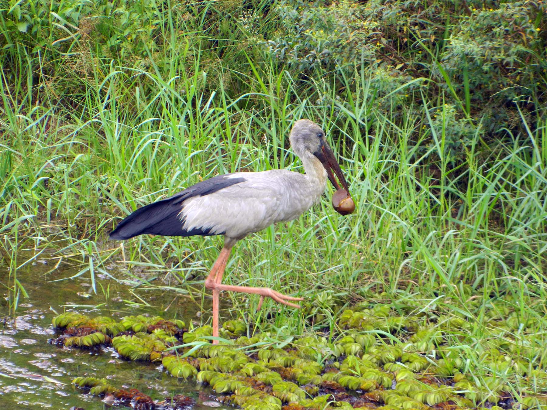Asian openbill carrying an apple snail