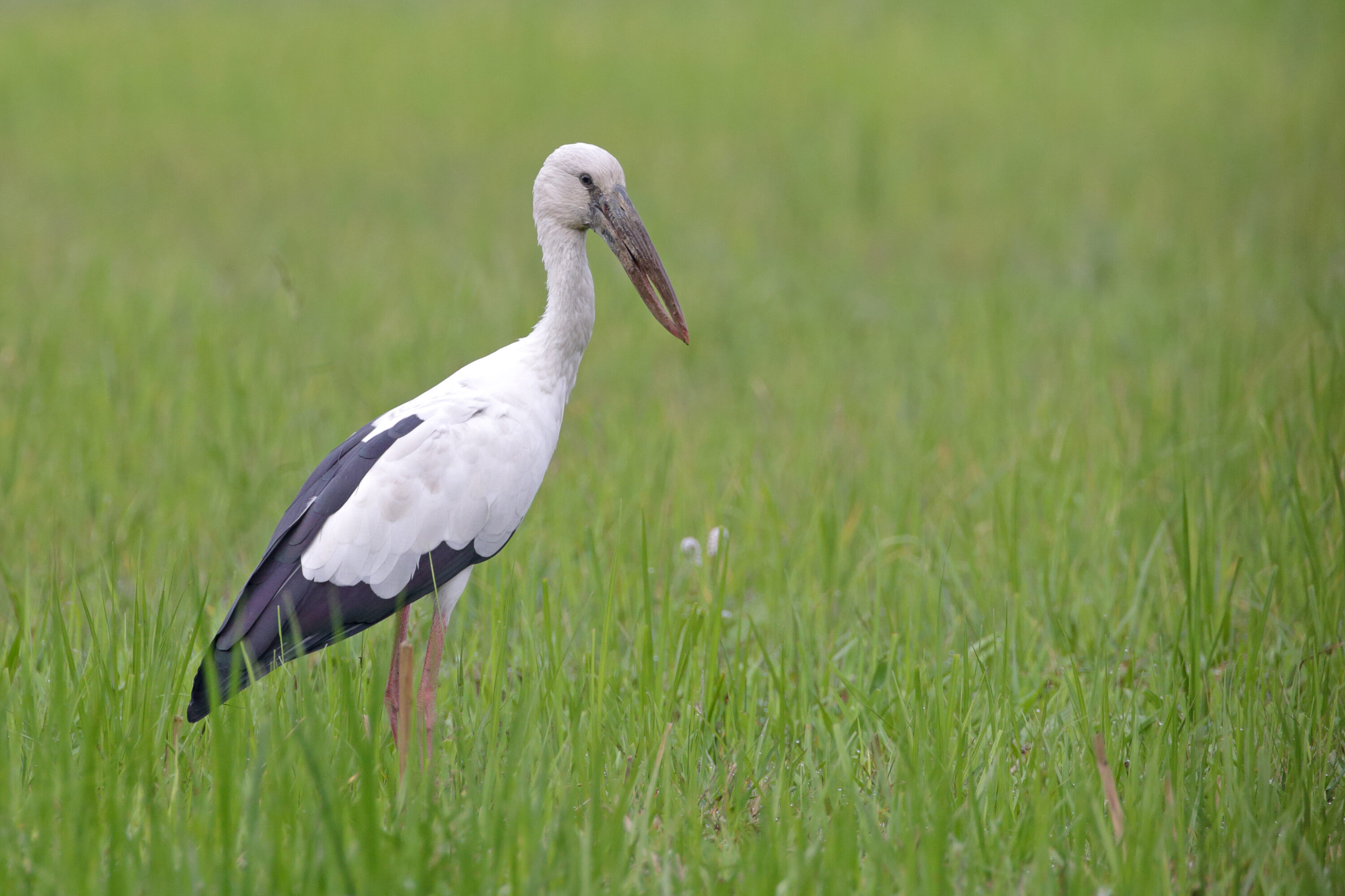 Asian openbill standing in green wetland vegetation