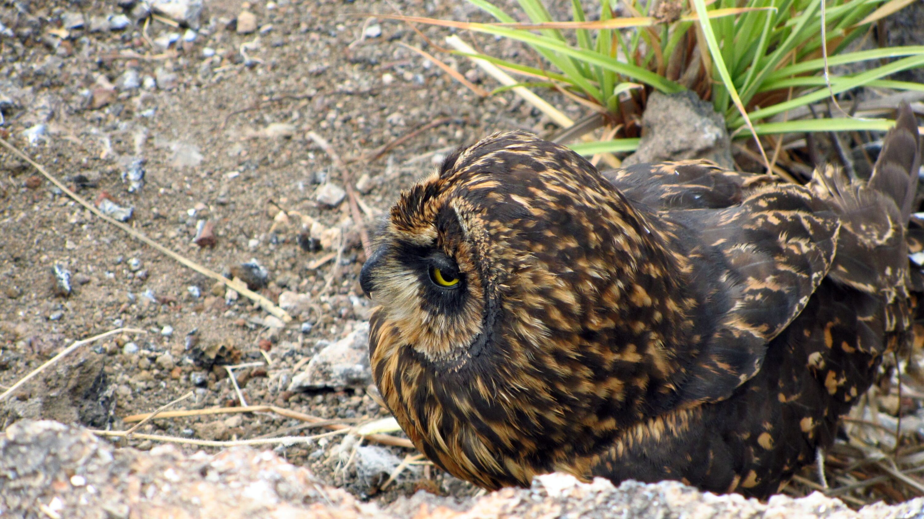 Galápagos Short-eared Owl on Genovesa Island