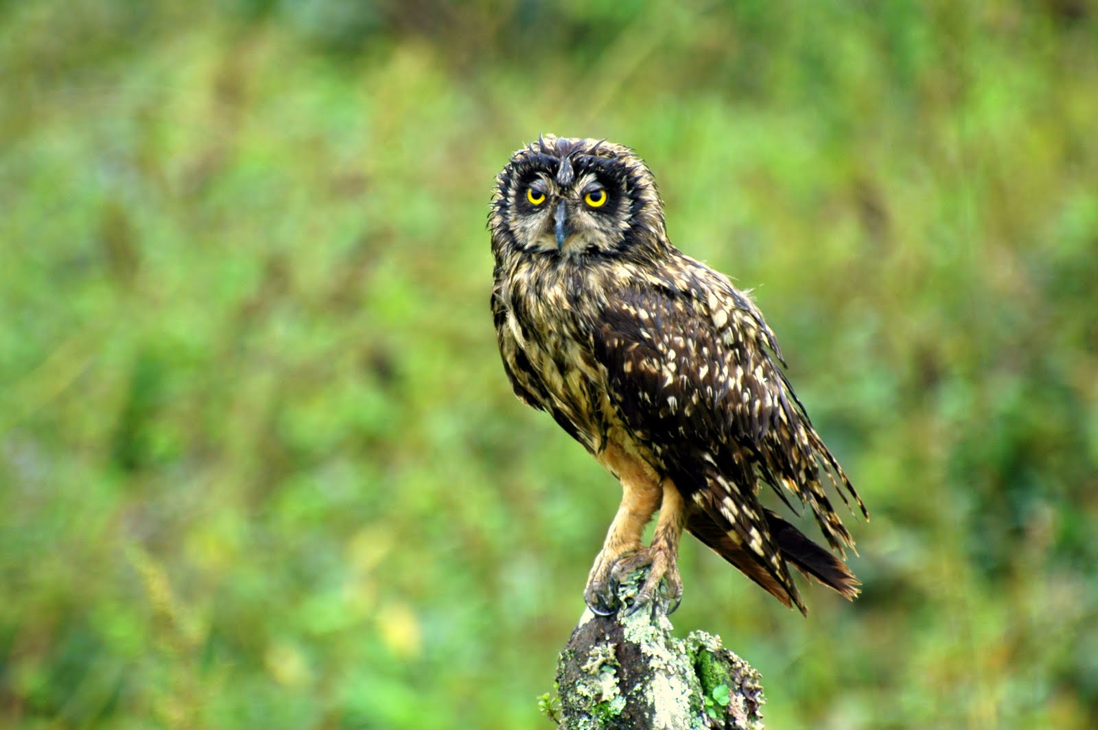 Galápagos Short-eared Owl on Santa Cruz Island