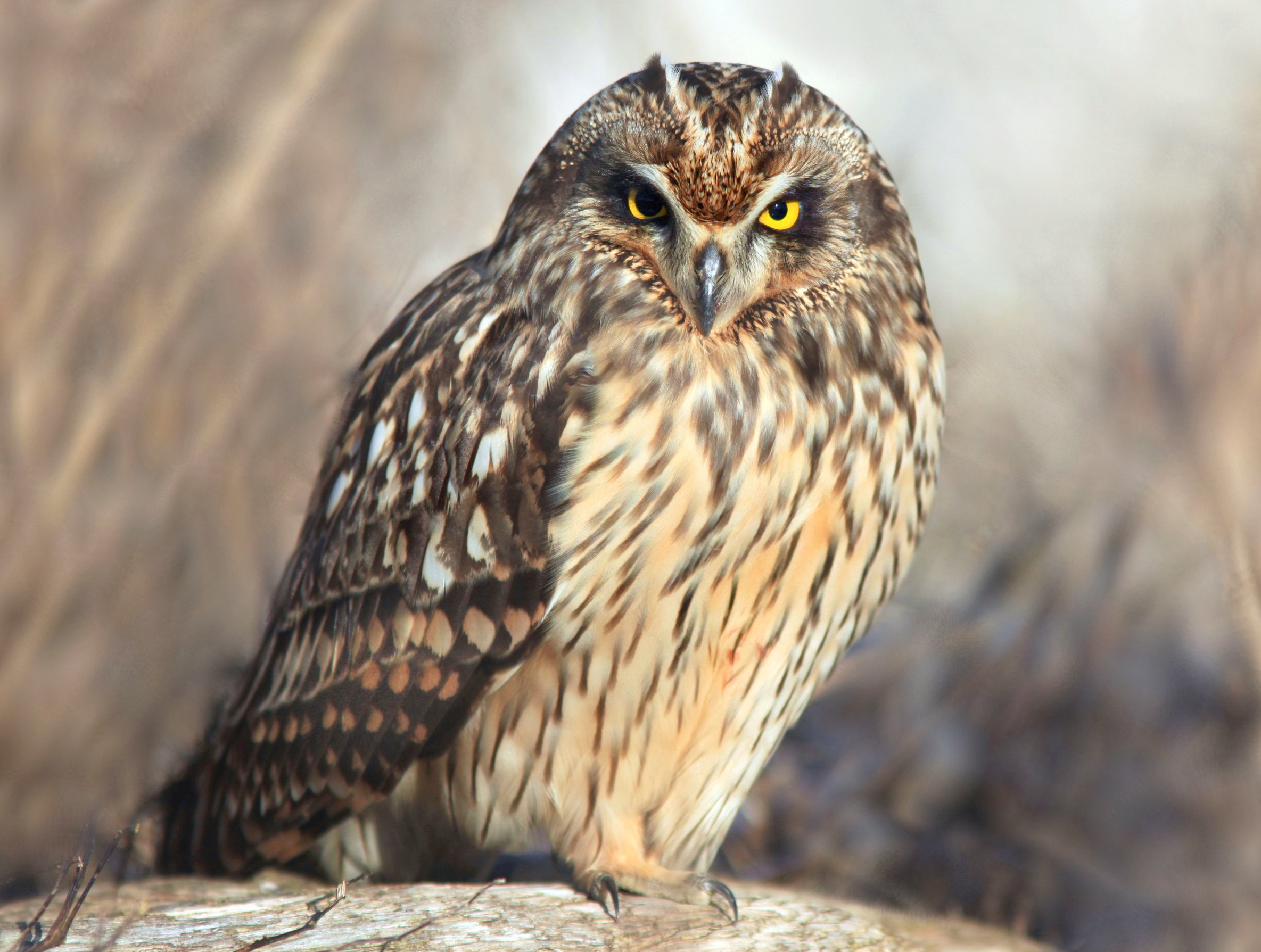 Short-eared Owl at Delta, British Columbia, Canada