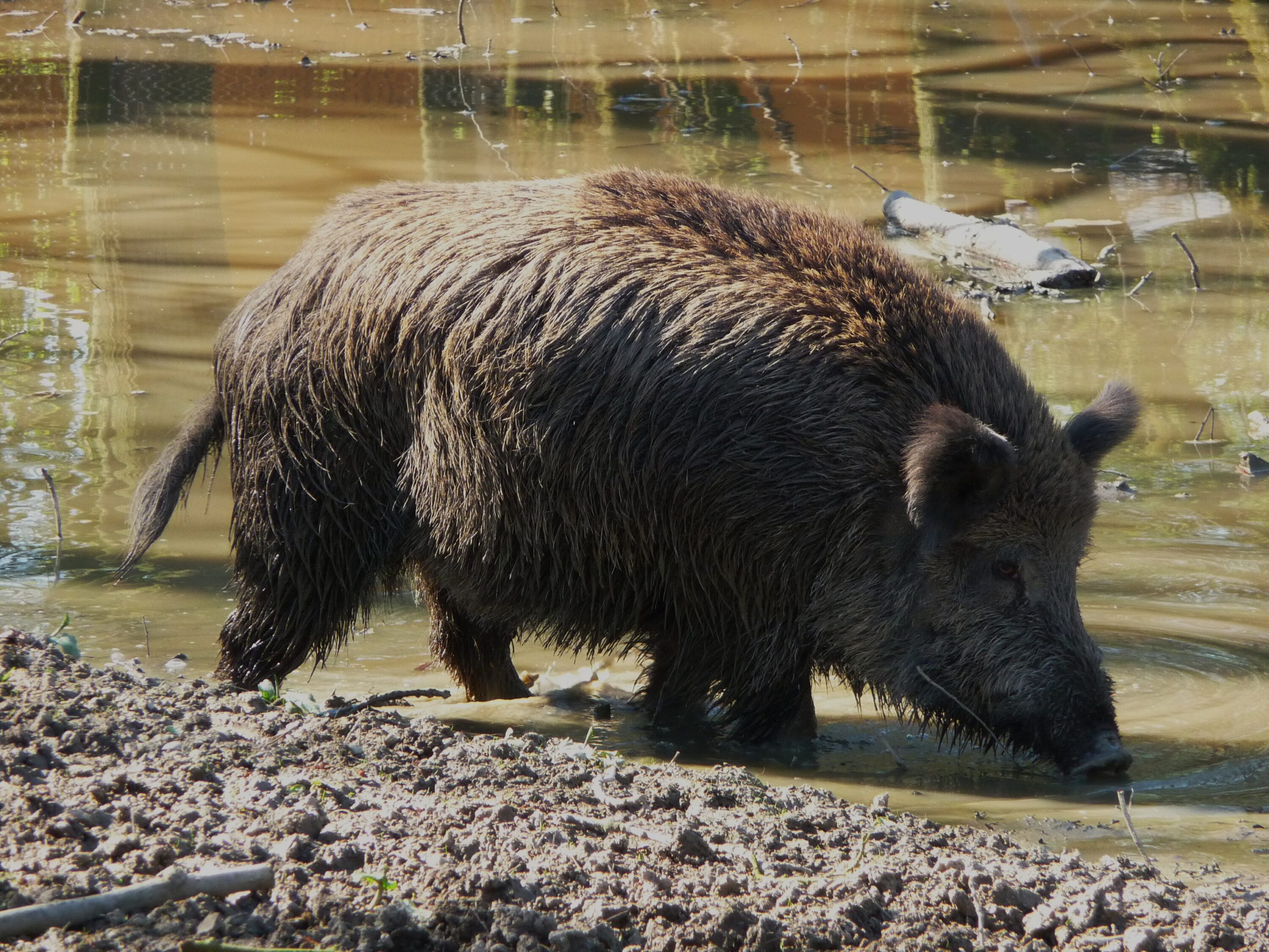 Adult wild boar wallowing in muddy water