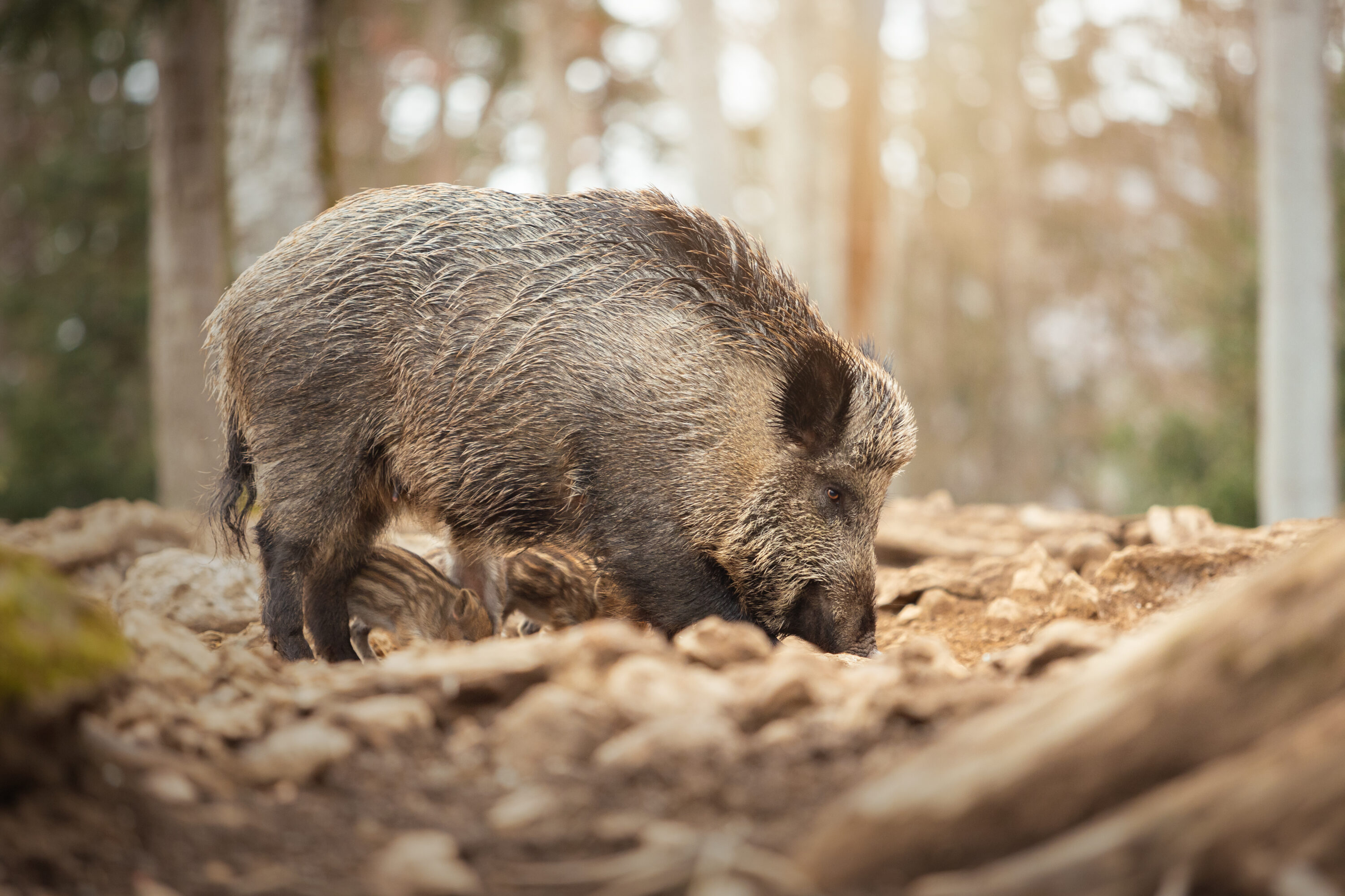 Wild boar sow with piglets in Šumava National Park, Czechia