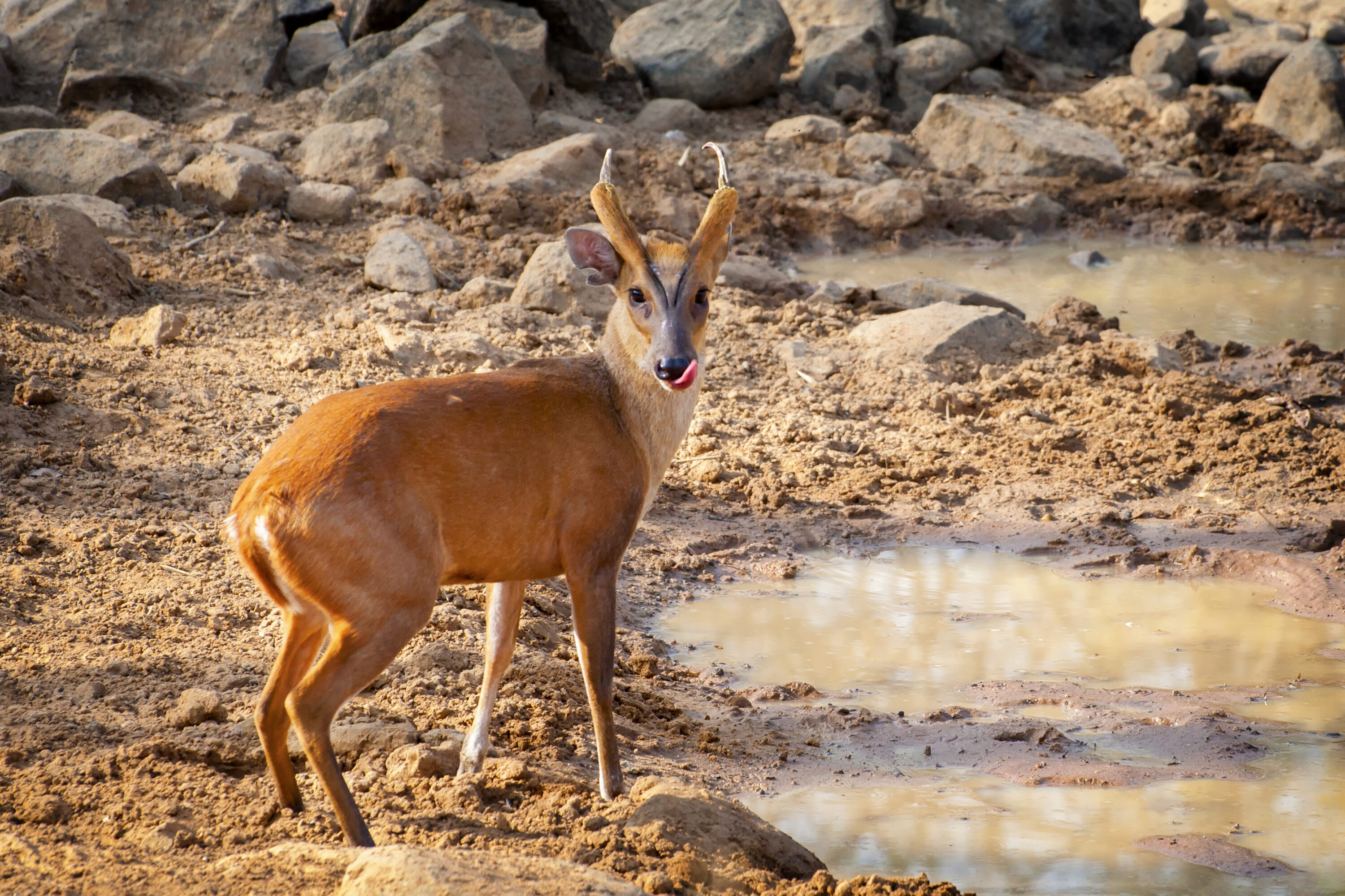 Wild northern red muntjac in Tadoba National Park, India